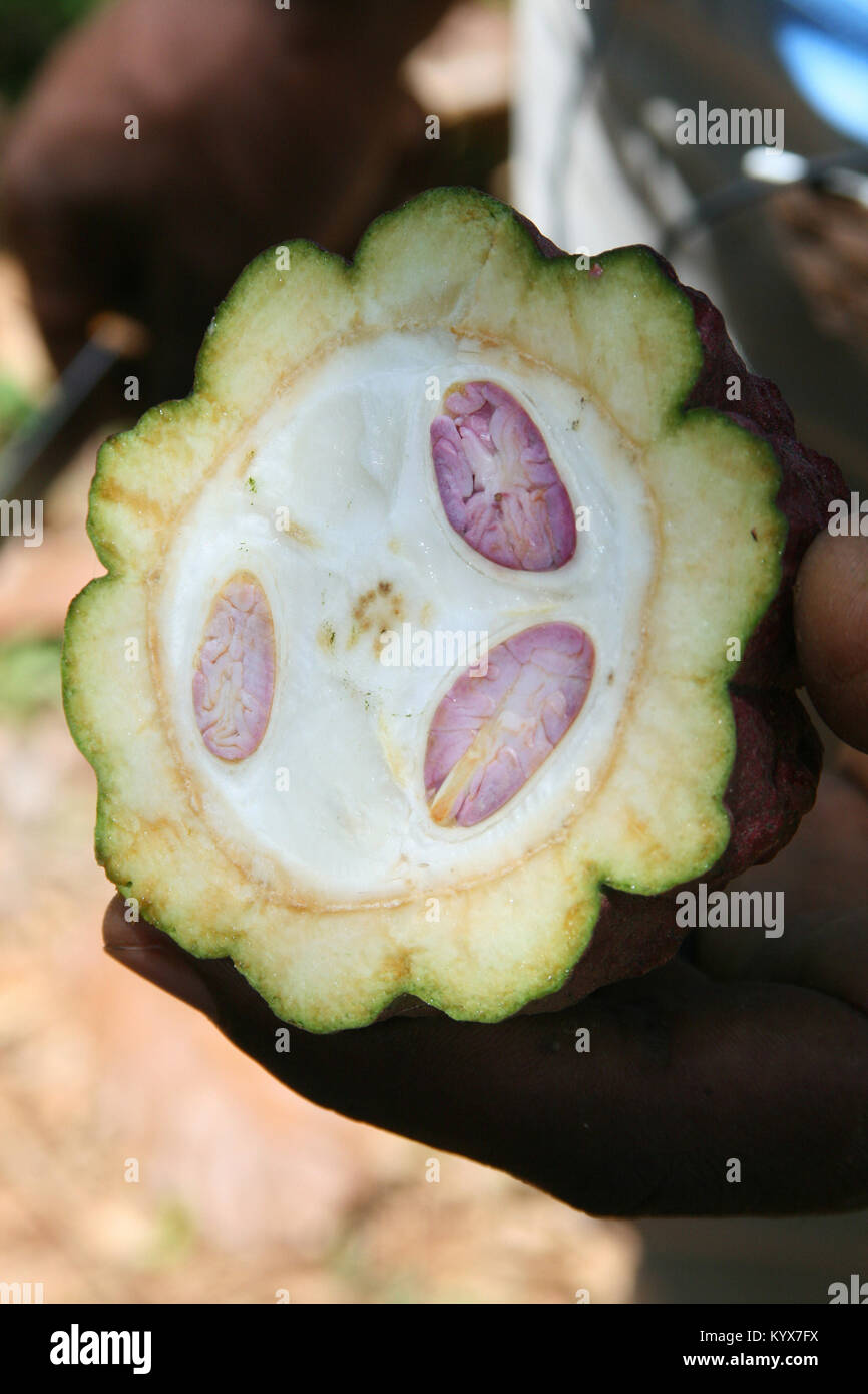 Cocoa bean cut in half, Spice Farm, Zanzibar, Tanzania Stock Photo Alamy