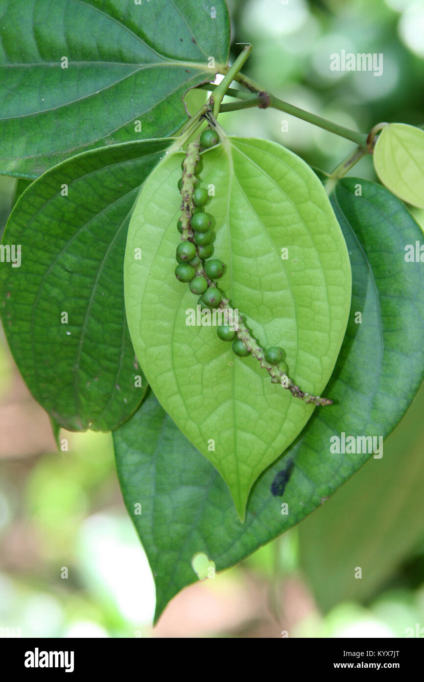 Piper nigrum, black peppercorn tree with unripe drupes and leaves