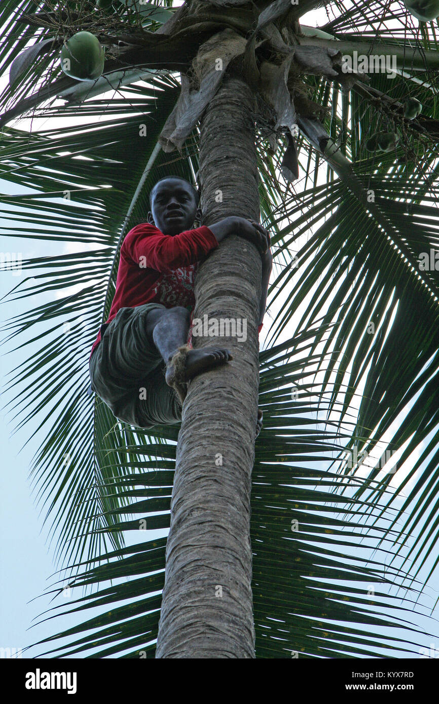 Farm worker climbing coconut tree to harvest coconuts, Spice Farm, Zanzibar, Tanzania. Stock Photo