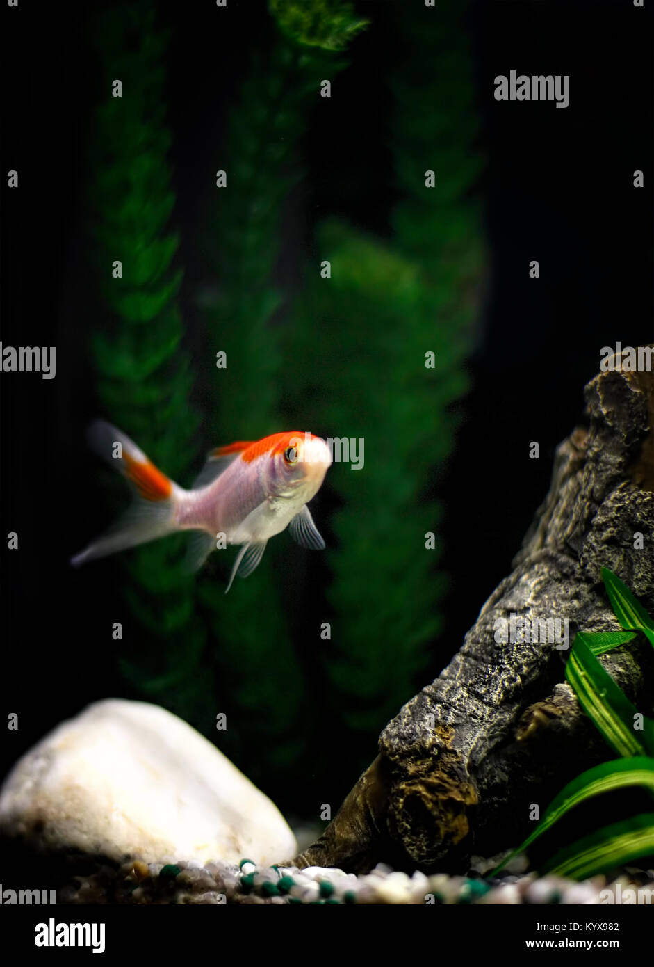 A goldfish with a long tail is swimming in its tank. Stock Photo