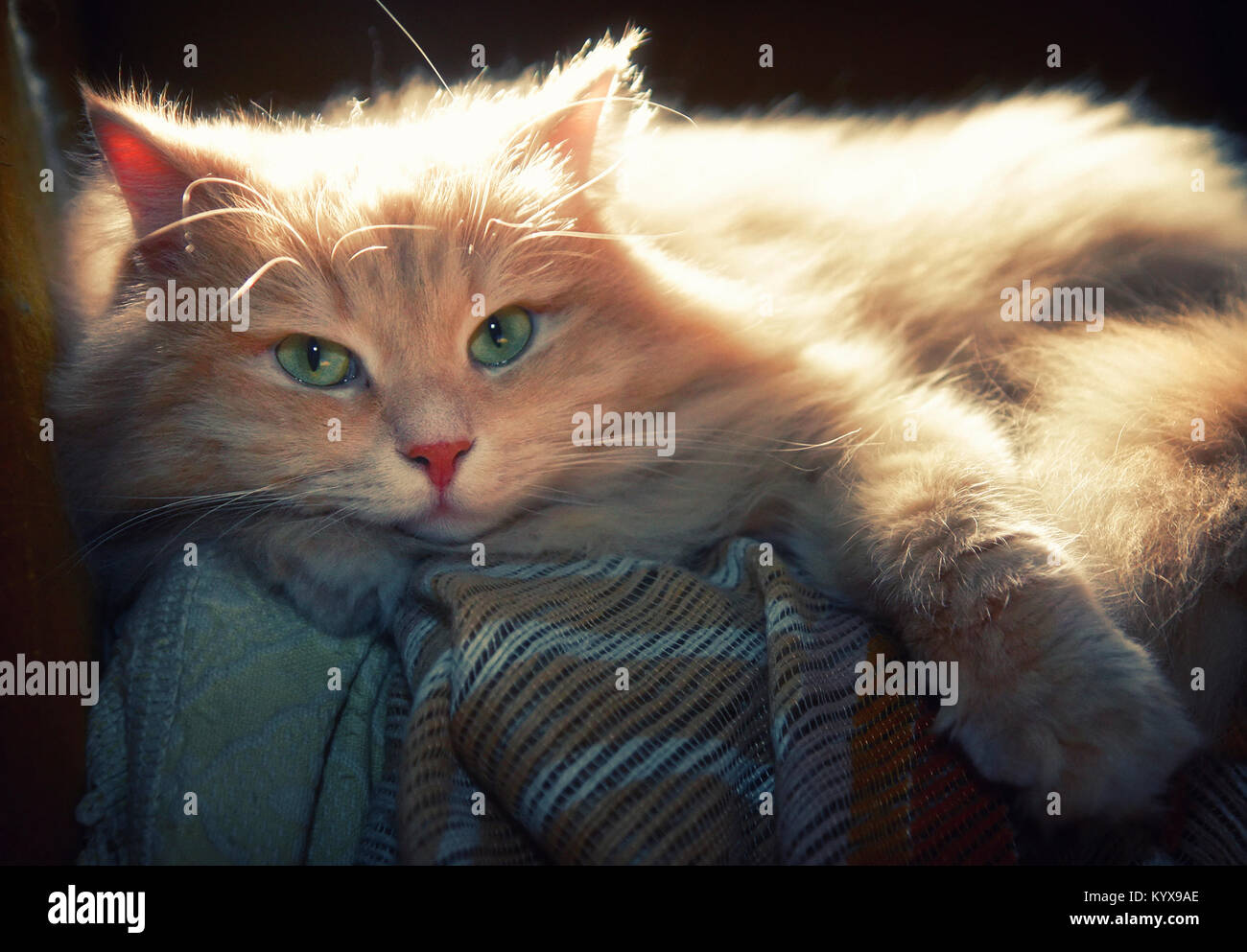 Cesare, a male Siberian cat, is totally lazy on his loved sofa. Stock Photo