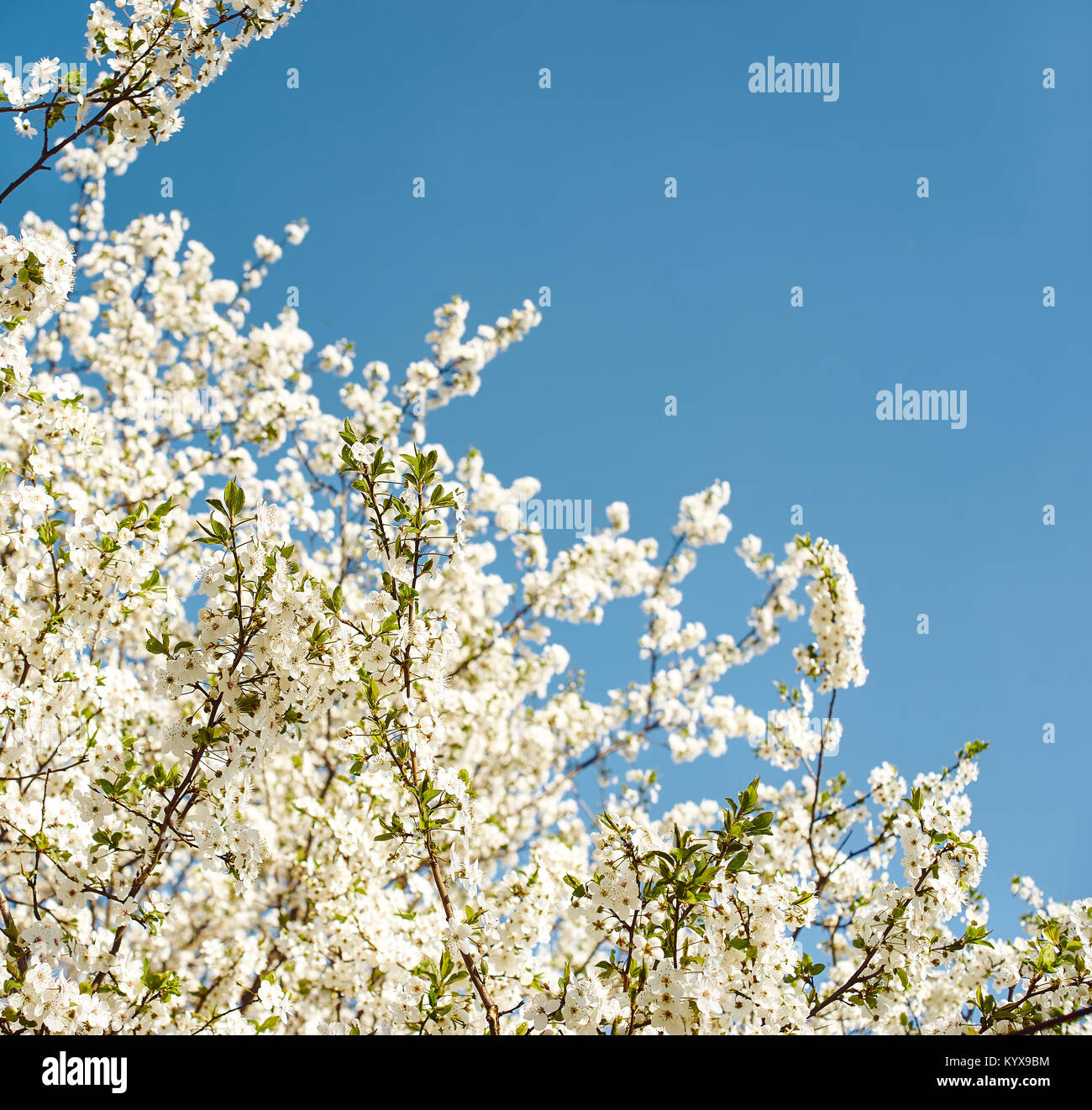 Blossoming cherry tree on blue sky background Stock Photo - Alamy
