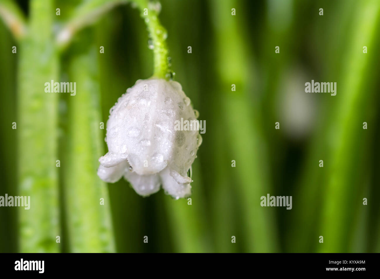 White lily of the valley hi-res stock photography and images - Alamy