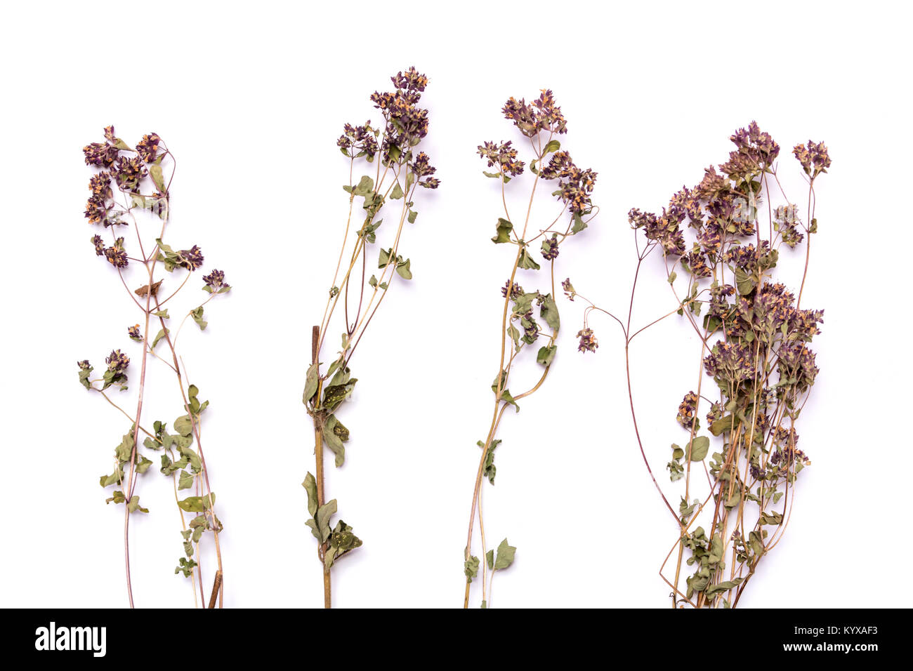 Flat lay dry branches of heather on a white background. Calluna vulgaris view from above. Medical herb. Stock Photo