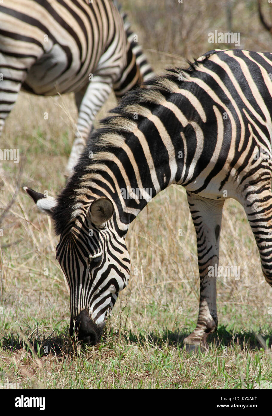 Chapman's zebra (Equus quagga chapmani) at Victoria Falls Private Game Reserve, Zimbabwe. Stock Photo