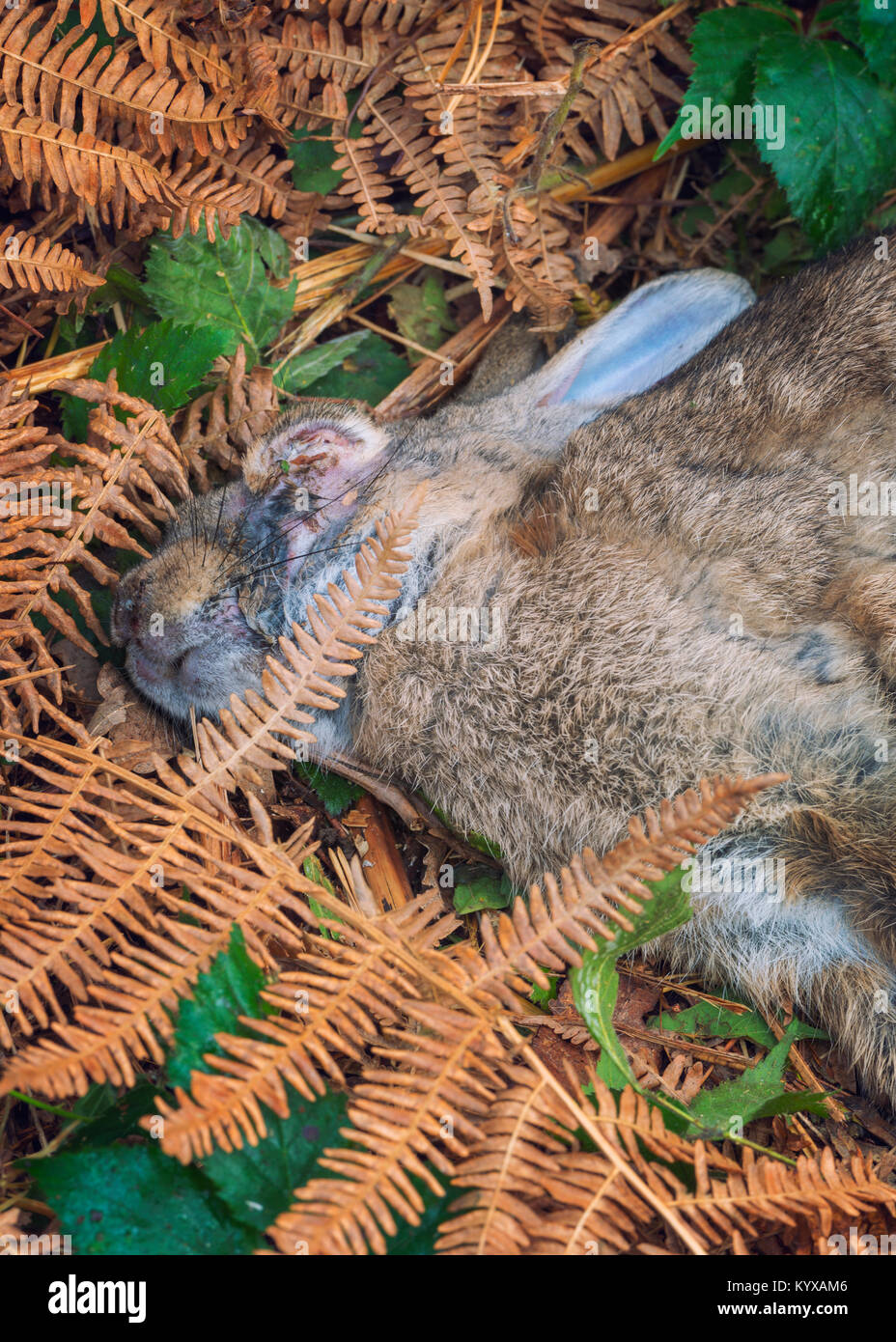 A rabbit that died of Myxomatosis Stock Photo