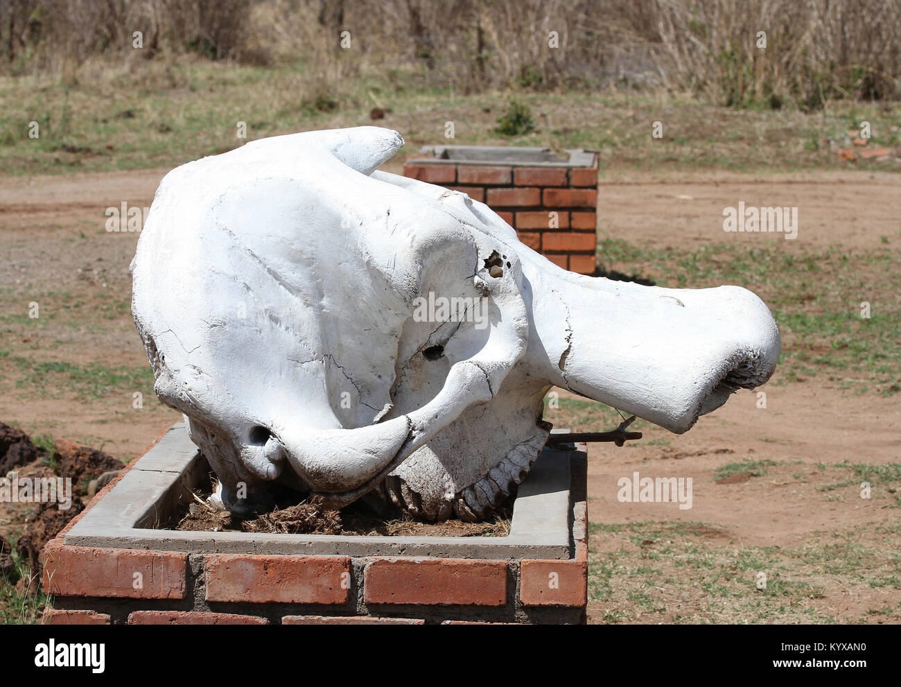 Upper jaw of elephant displayed on brick block at Victoria Falls Private Game Reserve, Zimbabwe. Stock Photo
