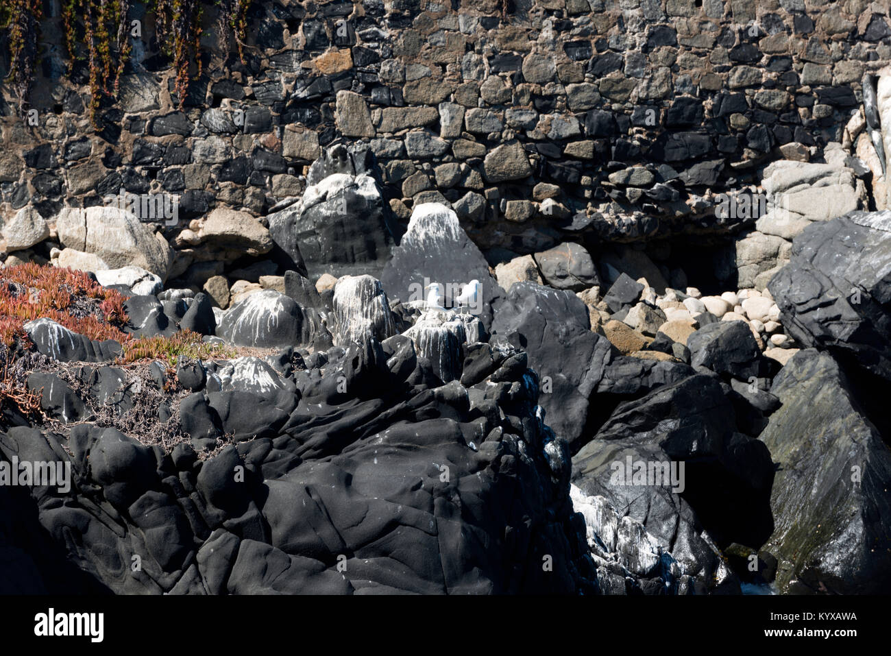 marine birds sitting on rocks, Vina del Mar, Chile Stock Photo