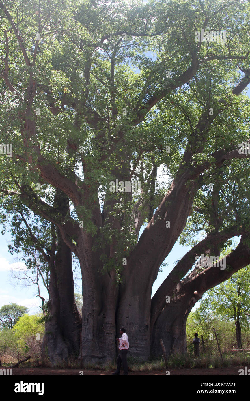 Man at base of baobab, Victoria Falls Private Game Reserve, Zimbabwe