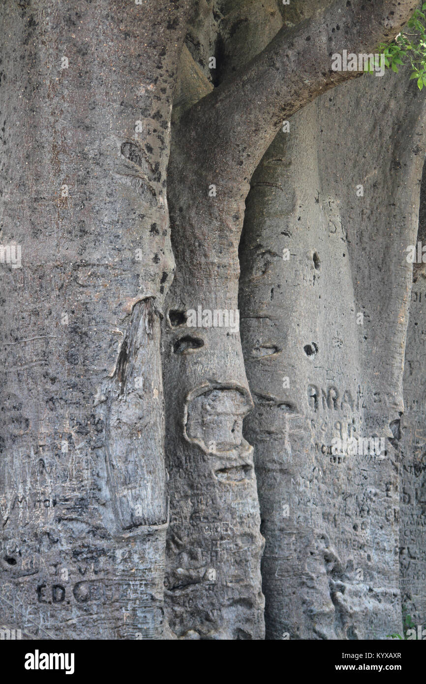 Close up of bark of baobab, Victoria Falls Private Game Reserve, Zimbabwe. Stock Photo