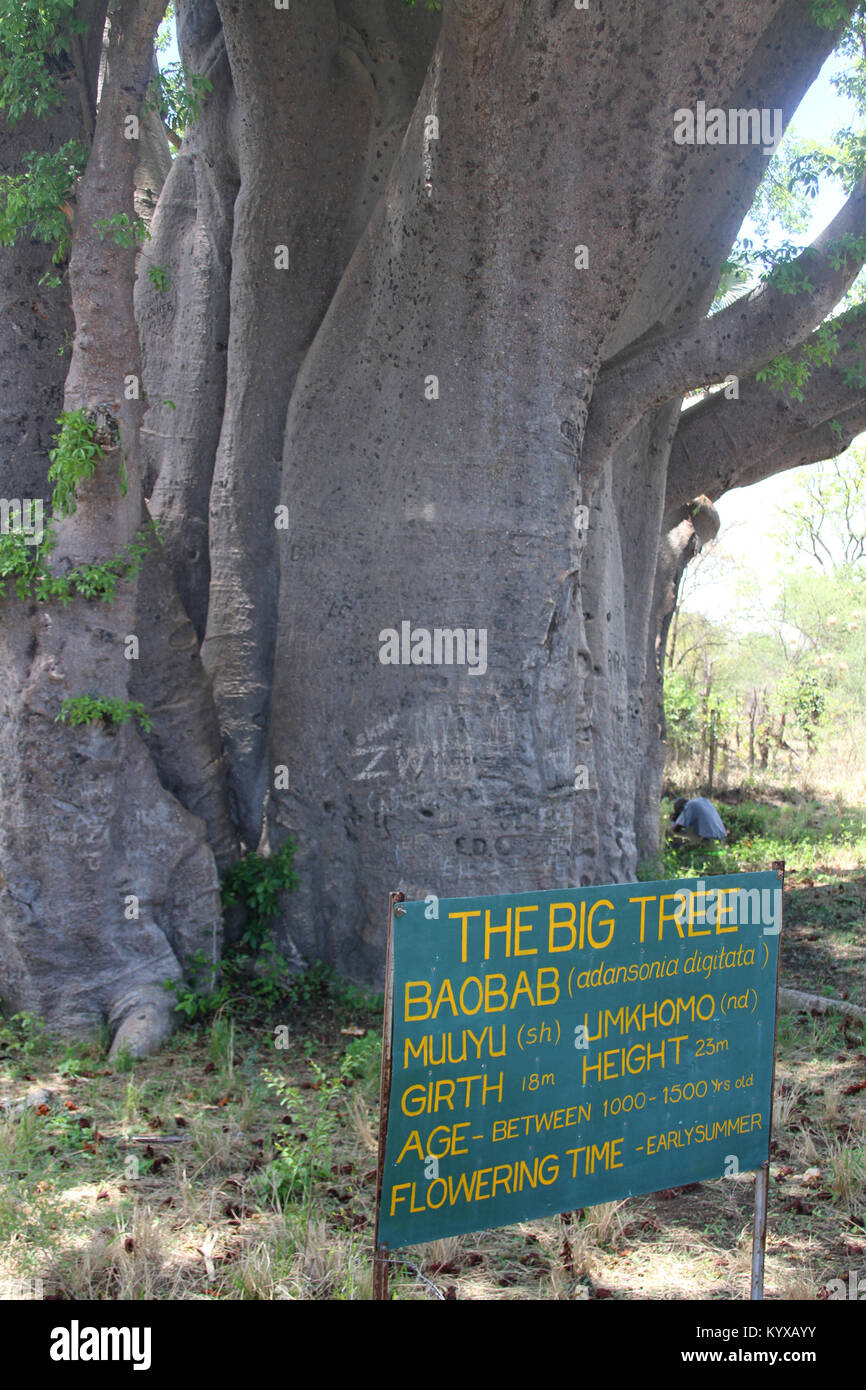 Information board; aobab, Victoria Falls Private Game Reserve, Zimbabwe. Stock Photo