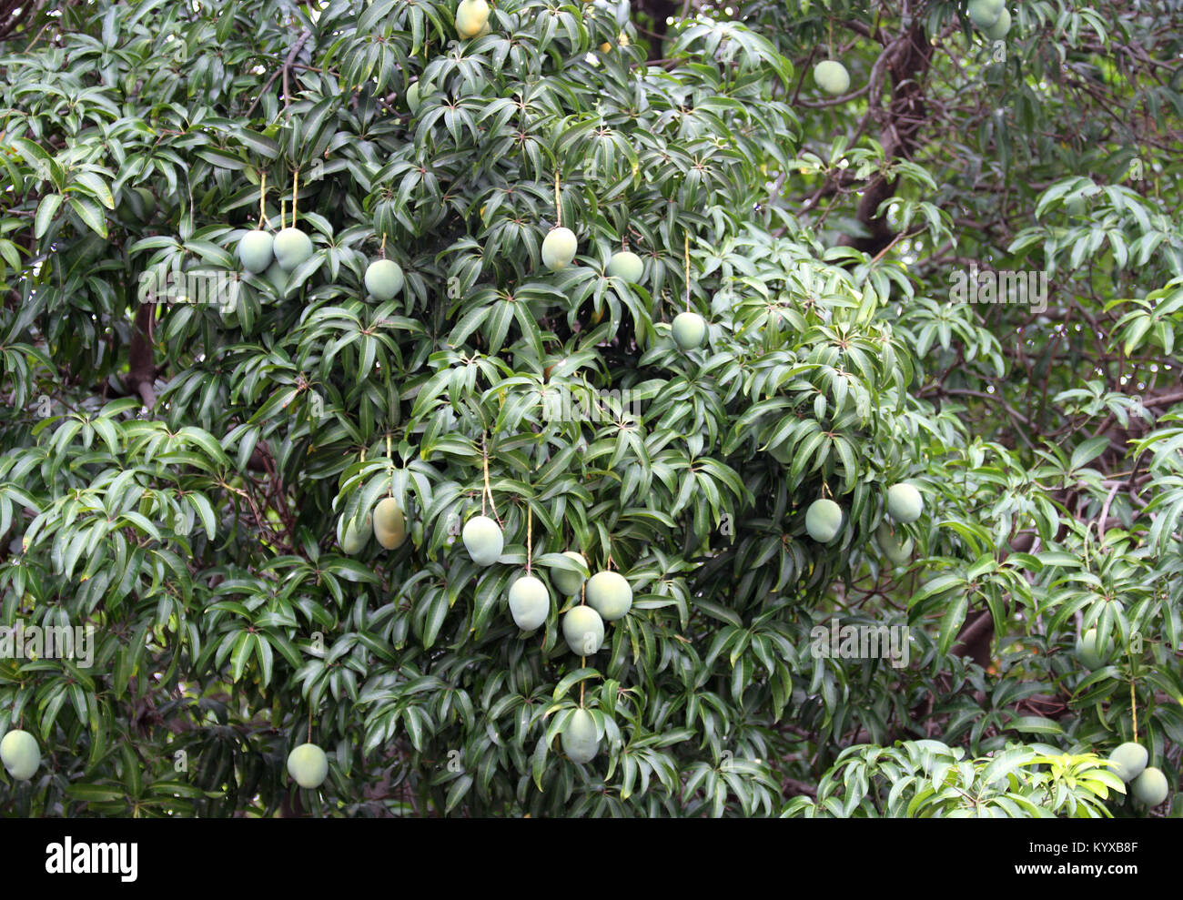 Lush green mango tree, Zimbabwe. Stock Photo