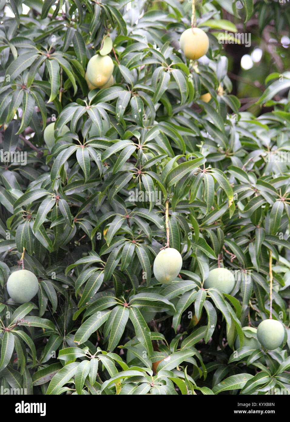 Lush green mango tree, Zimbabwe. Stock Photo