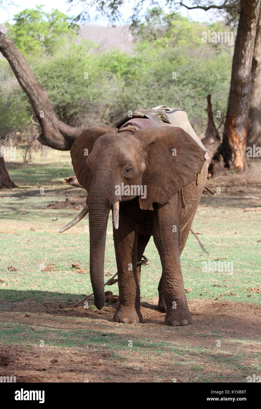 Elephant standing in field, Zimbabwe. Stock Photo