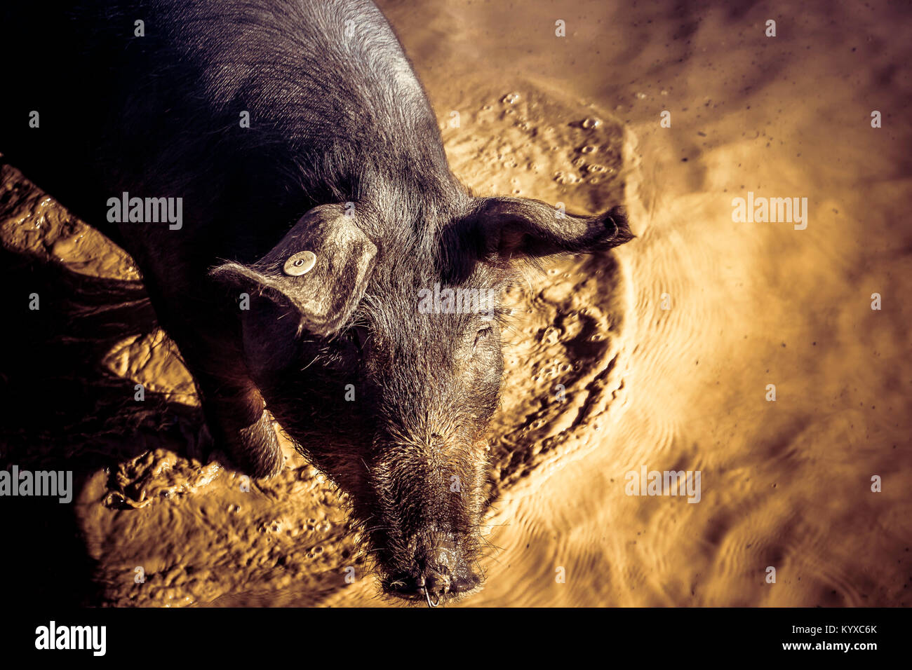 Pig in the dirty water Stock Photo