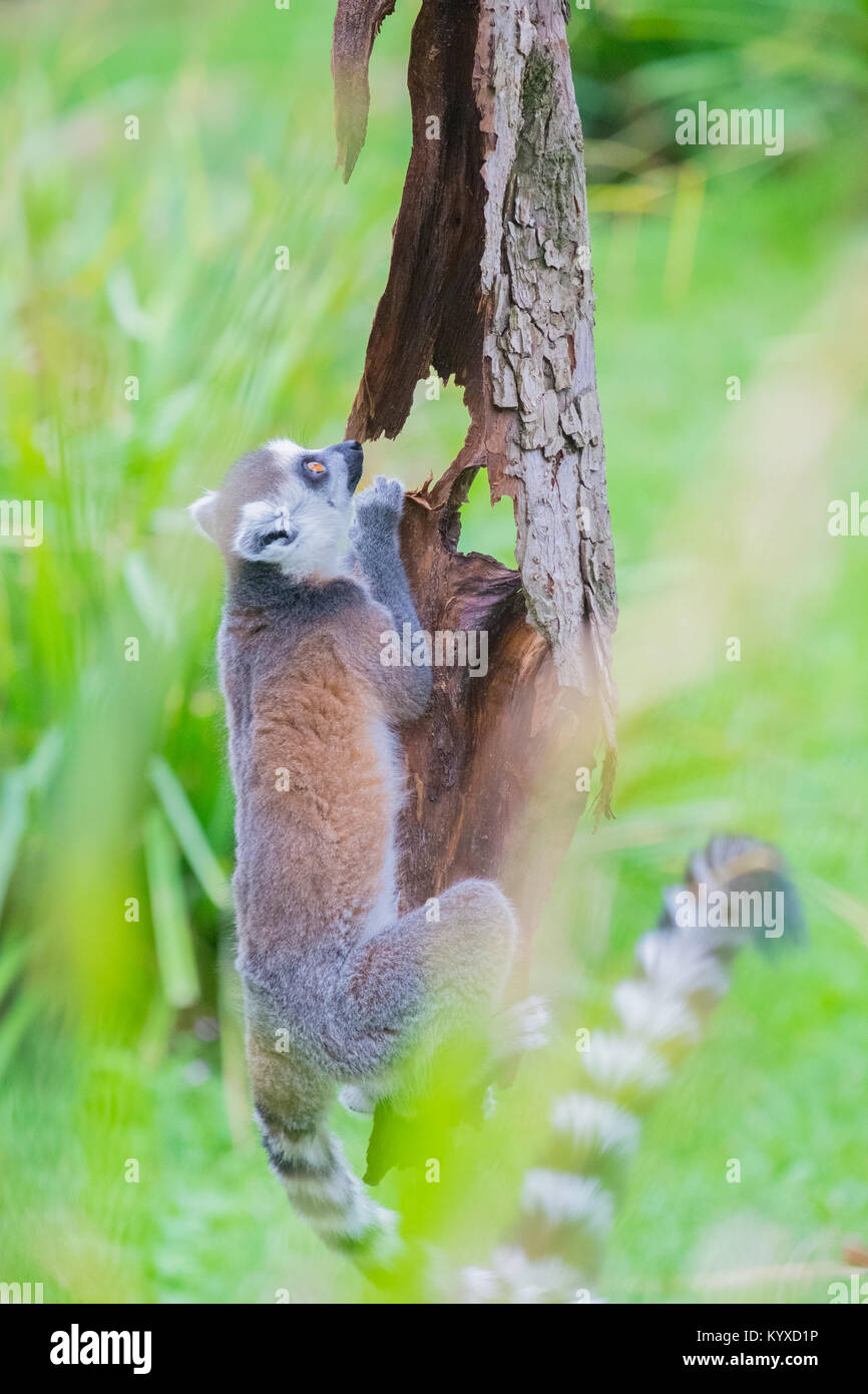 A photo in a vertical composition of a ringtailed lemur climbing a tree Stock Photo