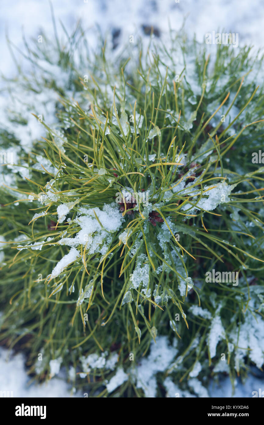 Green bush in the snow at the winter time Stock Photo