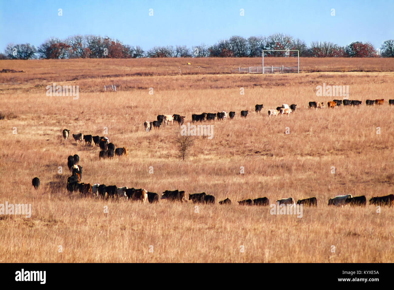 Cow following one another walking single file in a circle like a bunch