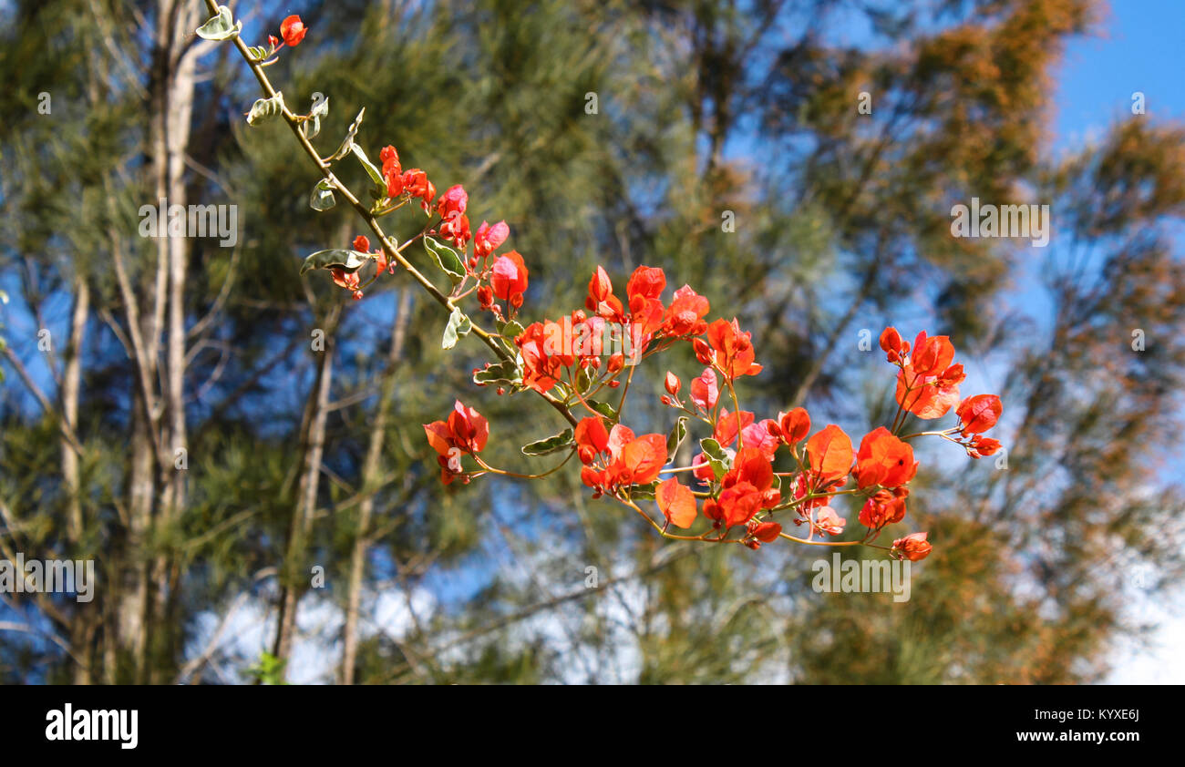 Branch of Poinciana - red blooming tree - against blurred background of gum trees and a blue sky Stock Photo