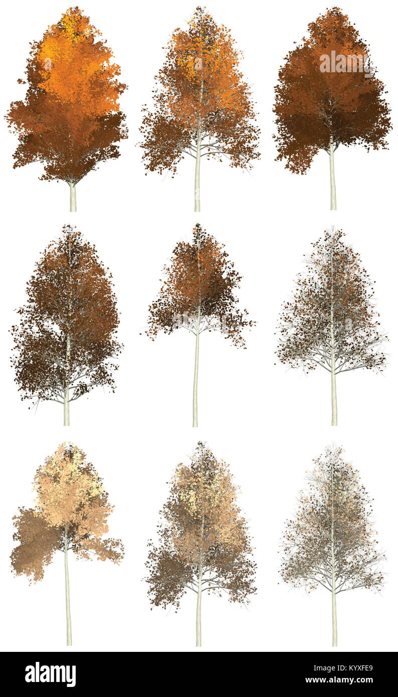 aspen sketch | Birch tree art, Tree tattoo drawings, Tree drawing simple