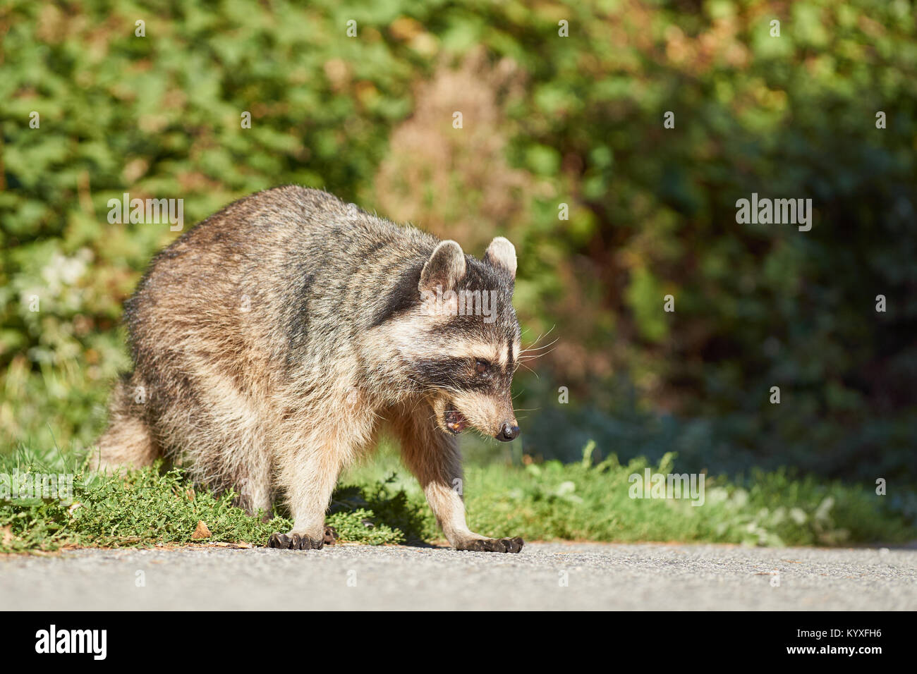Raccoon on a walking track in Stanley Park, Vancouver, British Columbia, Canada Stock Photo
