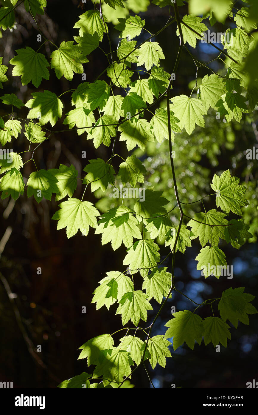 Maple tree leaves - in sunshine with backlight from below Stock Photo