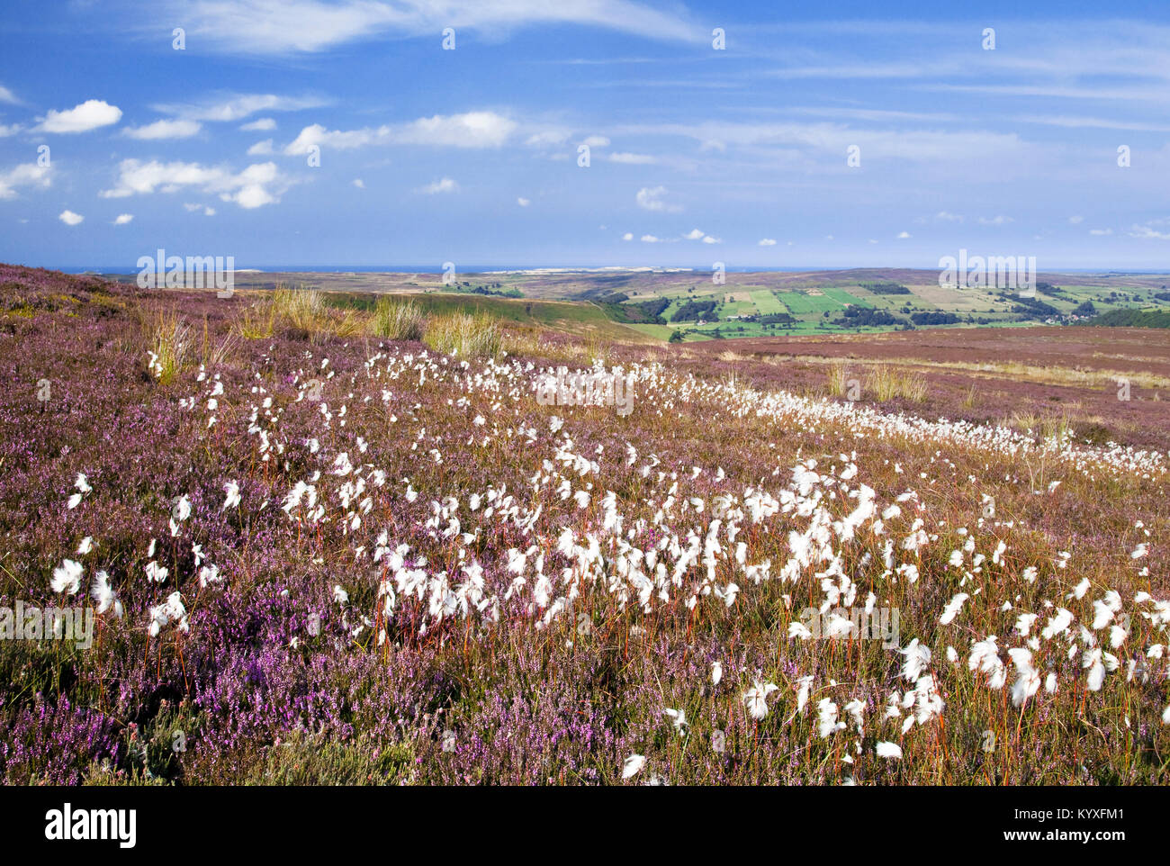 Cotton grass on Danby High Moor North York Moors national park North Yorkshire Stock Photo