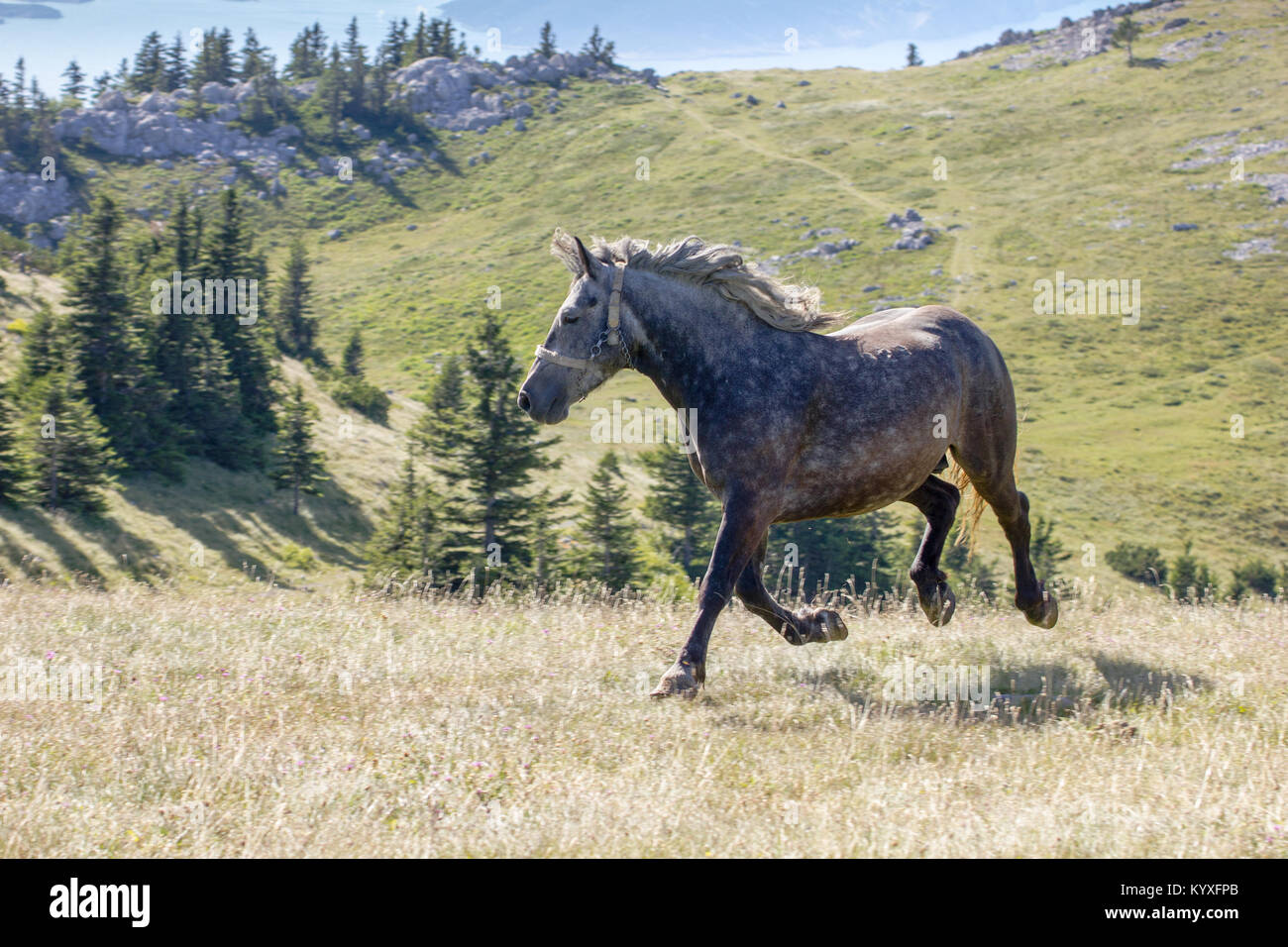 Brown & grey dappled horse cantering / galloping at Zavizan - Northern Velebit National Park, Croatia -  Aug 2016 Stock Photo