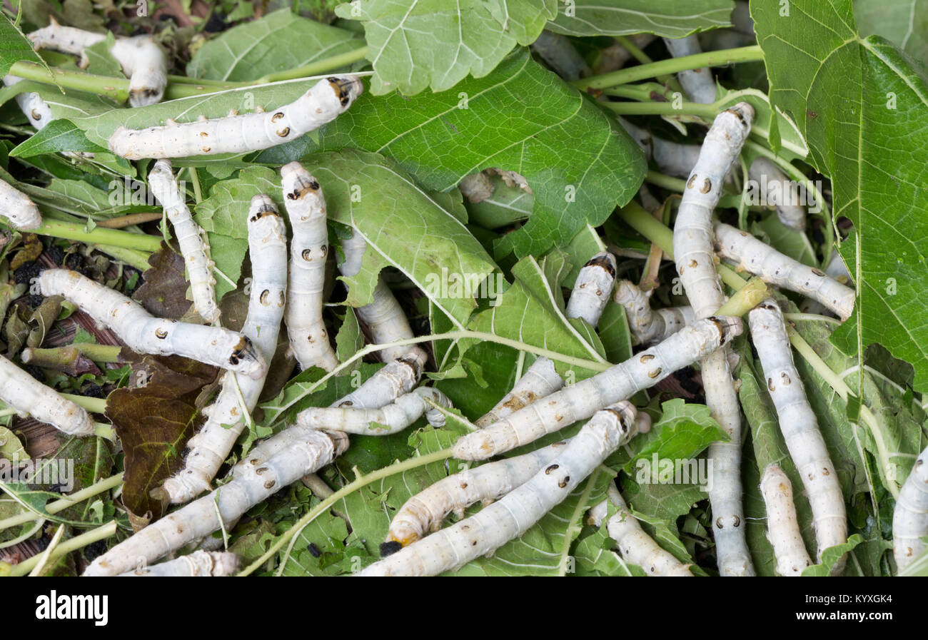 Close-up of silkworms  'Bombyx mori'  feeding on White Mulberry 'Morus alba'  leaves,   Hoi An, Quang Nam Province. Stock Photo