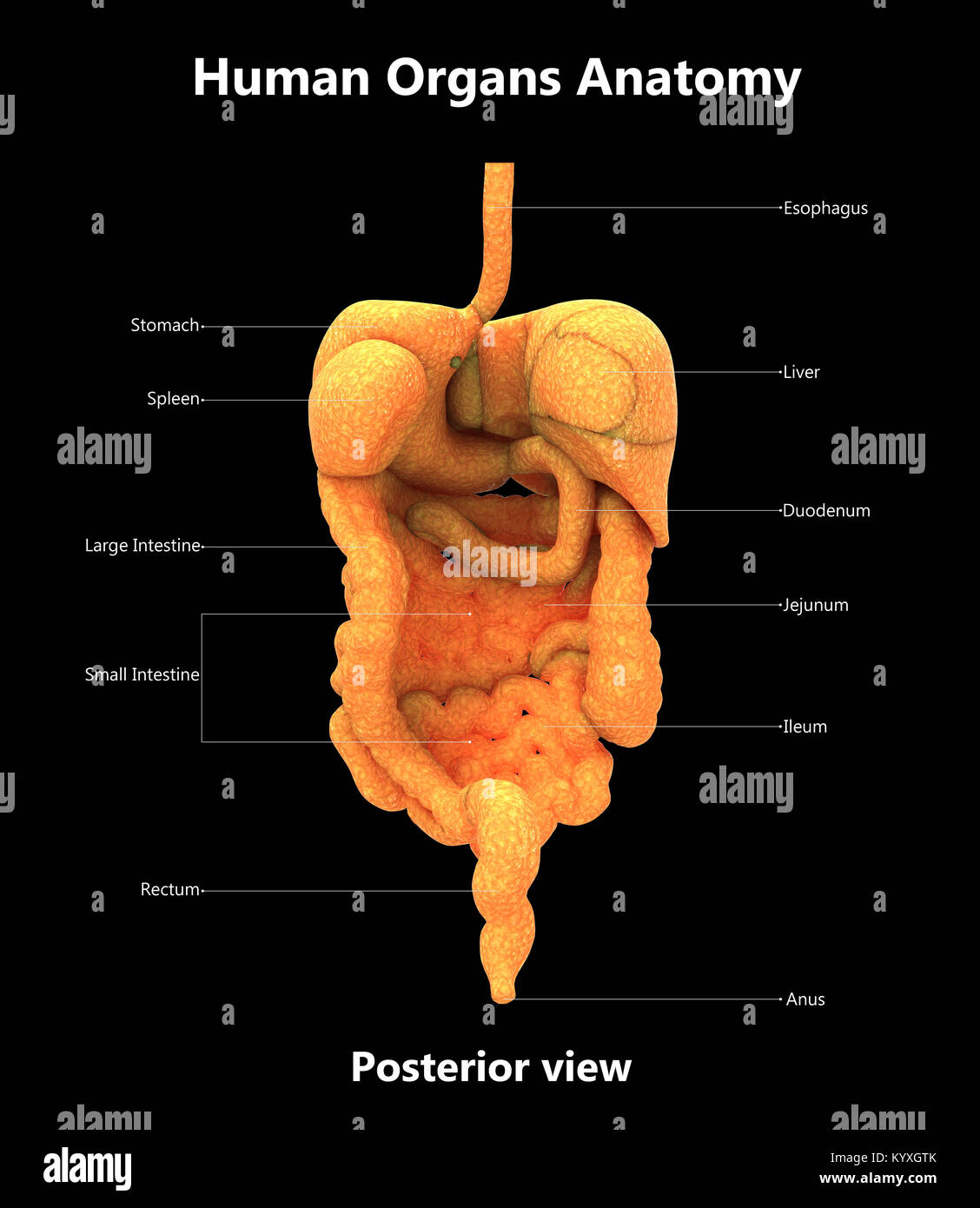 Digestive System Labeled Model