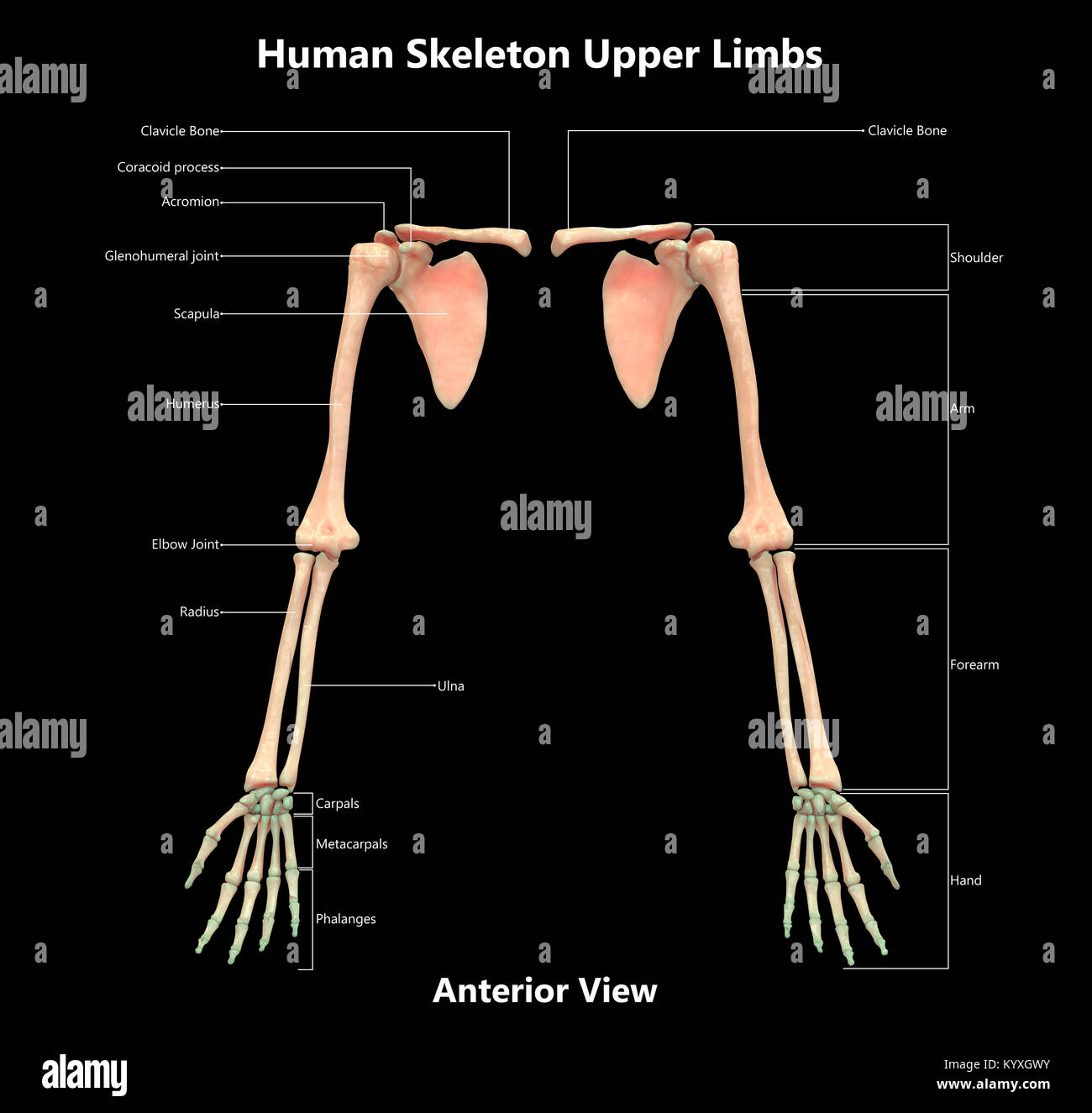 Human Skeleton System Upper Limbs Label Design Anterior View Anatomy Stock Photo