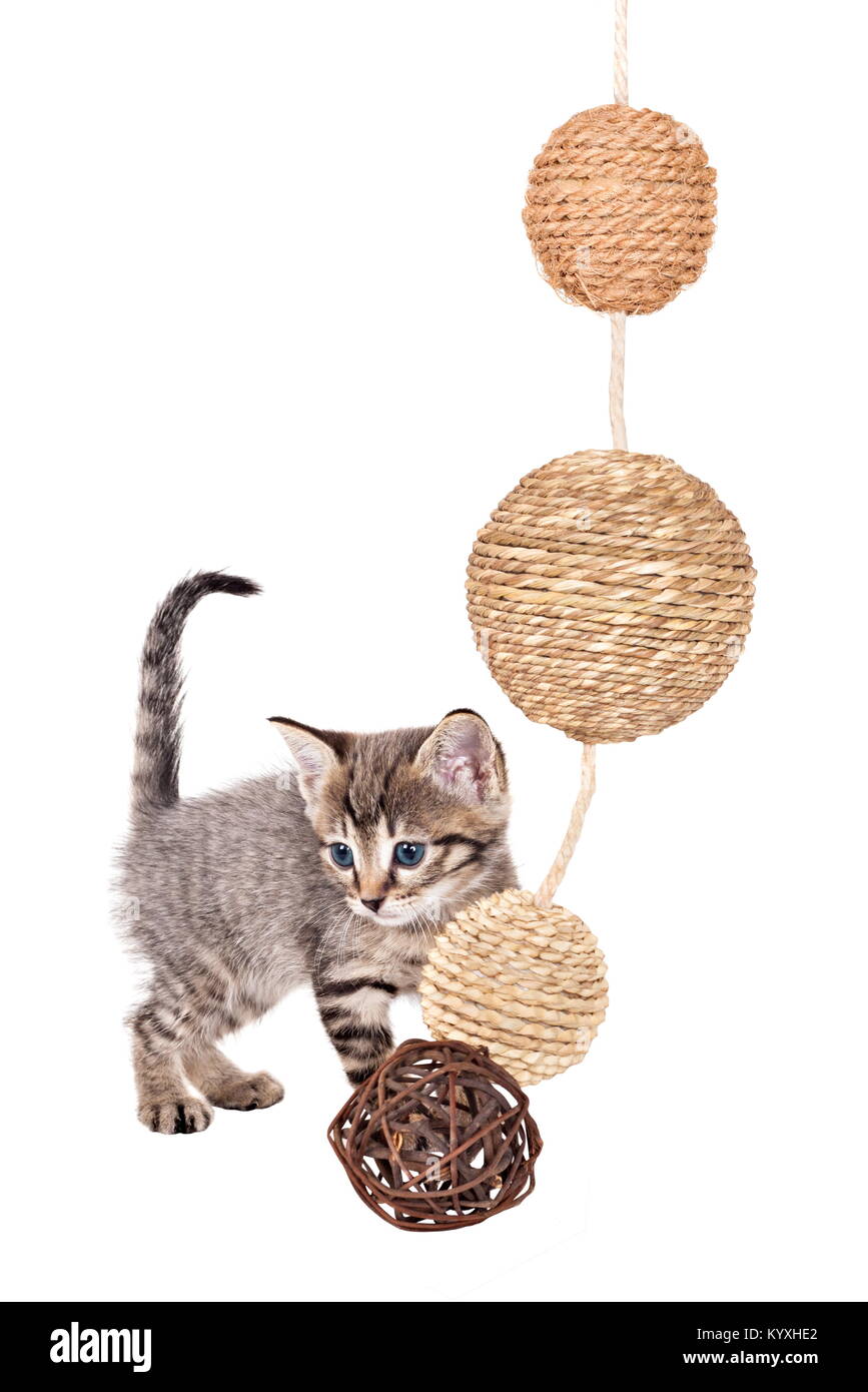 Various kittens with balls isolated on white Stock Photo