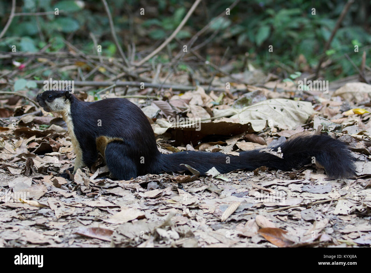 The black giant squirrel (or Malayan giant squirrel) (Ratufa bicolor) is a large tree squirrel in the genus Ratufa native to Indomalaya. R. bicolor is Stock Photo