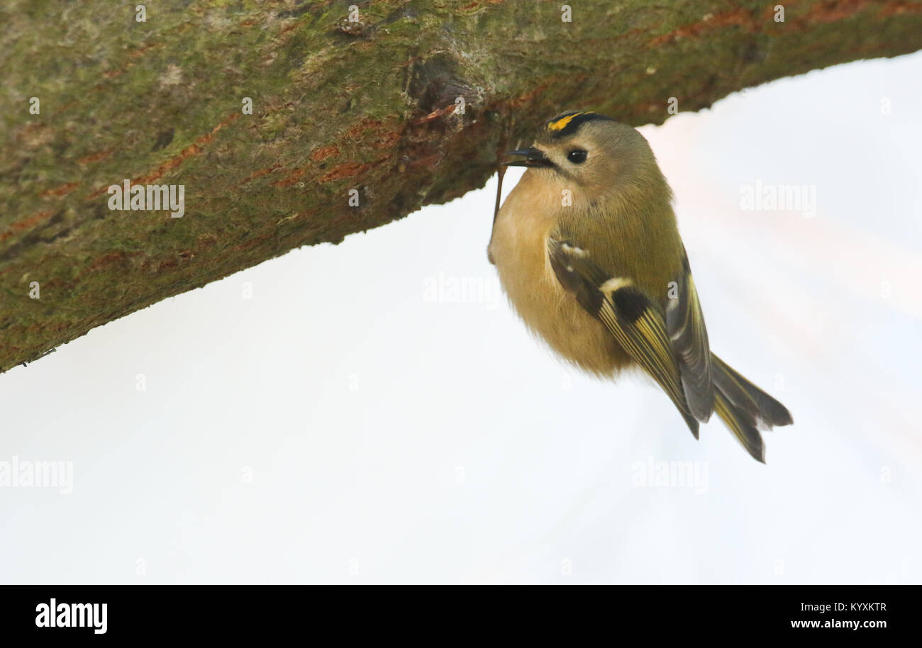 A stunning Goldcrest  (Regulus regulus) clinging to the underside of a branch searching for insects to eat. Stock Photo