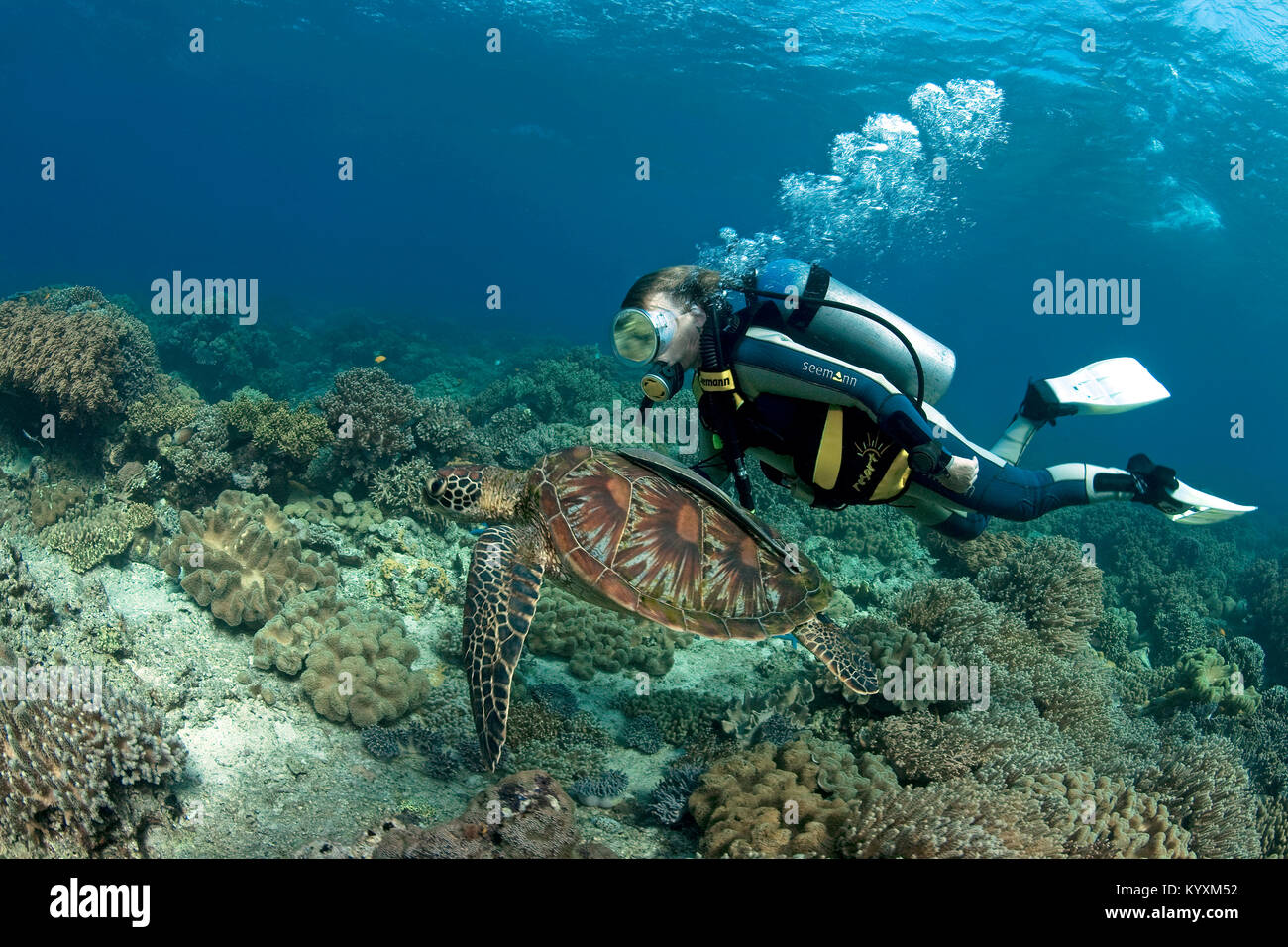 Taucher und Gruene Meeresschildkroete (Chelonia mydas) auch Suppenschildkroete oder Riesenschildkroete genannt, Moalboal, Cebu, Philippinen, Indo-Pazi Stock Photo