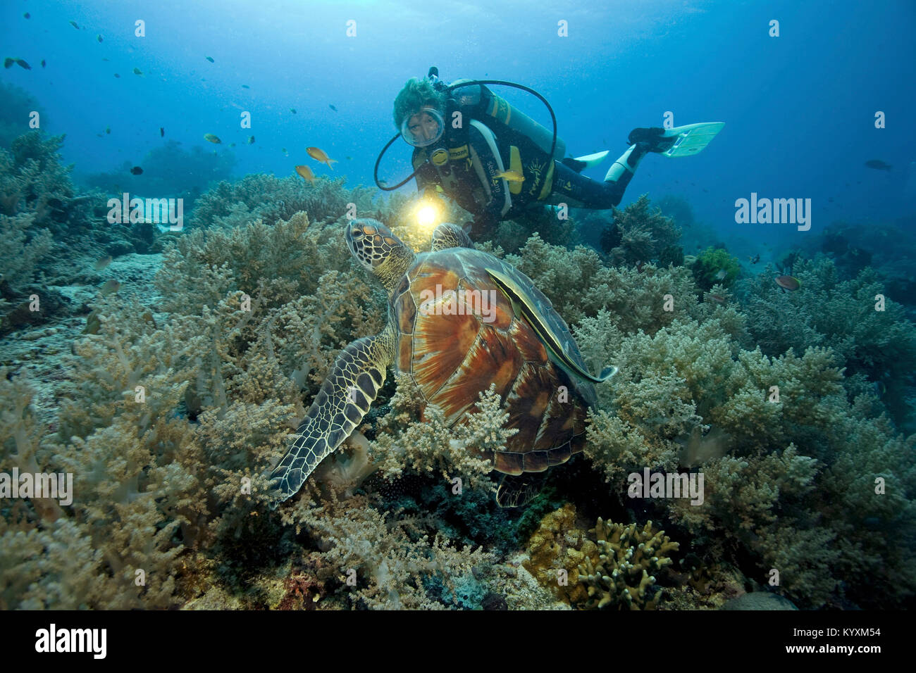 Taucher und Gruene Meeresschildkroete (Chelonia mydas) auch Suppenschildkroete oder Riesenschildkroete genannt, mit Schiffshalter, Panglao, Bohol, Vis Stock Photo