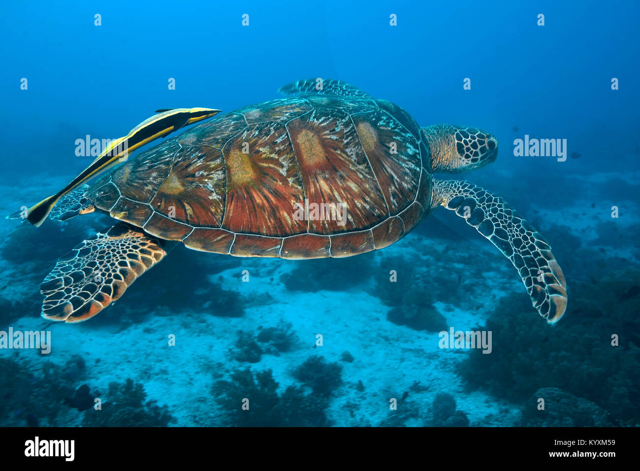 Gruene Meeresschildkroete (Chelonia mydas) auch Suppenschildkroete oder Riesenschildkroete genannt, mit Schiffshalter, Panglao, Bohol, Visayas, Philip Stock Photo