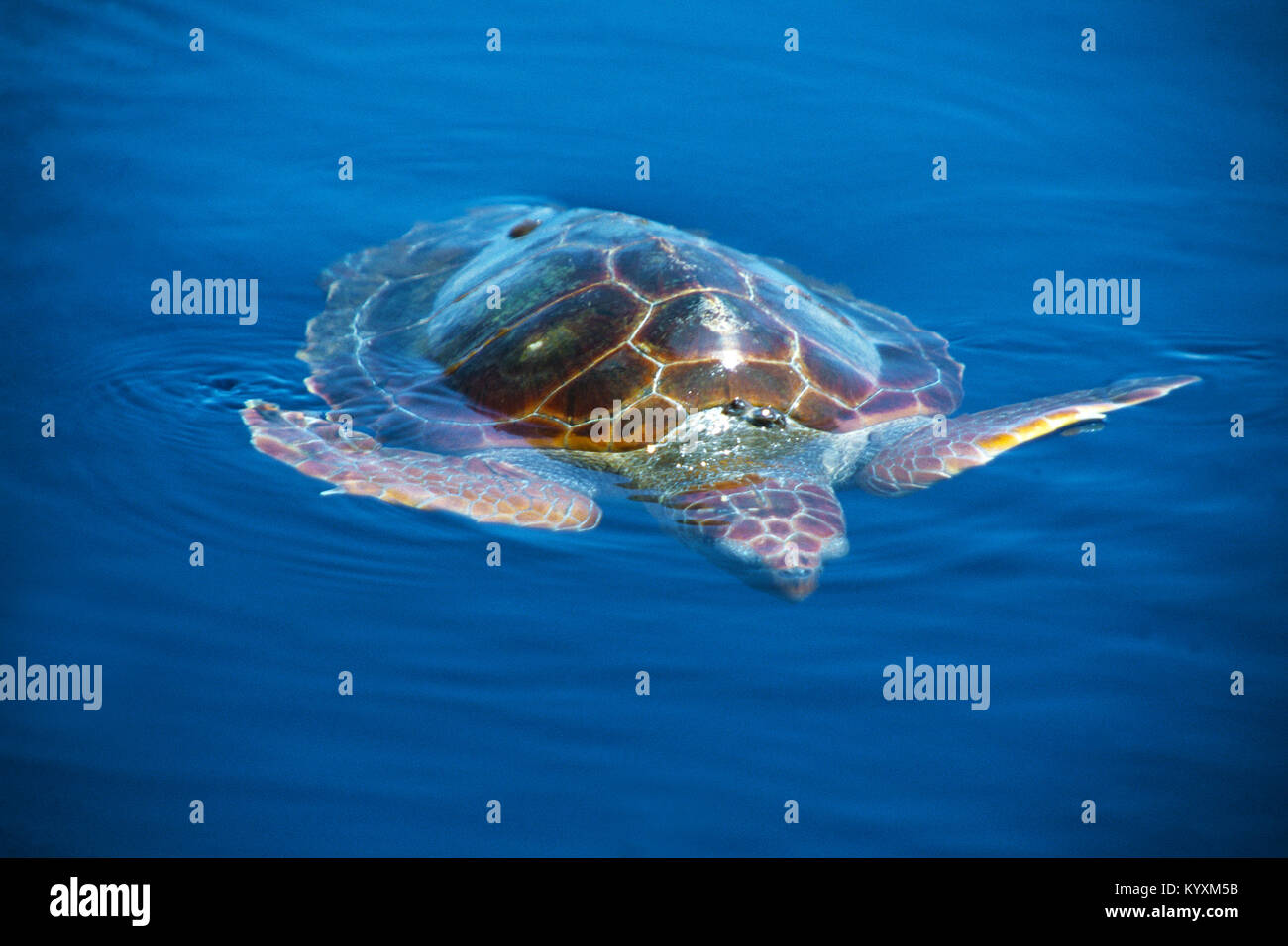 Loggerhead seaturtle (Caretta caretta) on surface at open sea, Acores, Portugal, Atlantic ocean Stock Photo