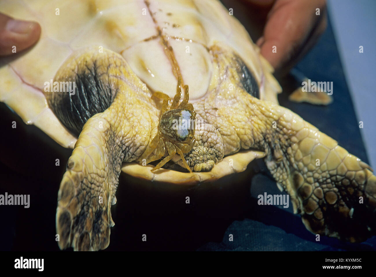 Columbus crab (Planes minutus), on a Loggerhead seaturtle (Cara caretta), Pico island, Acores, Portugal, Atlantic ocean Stock Photo