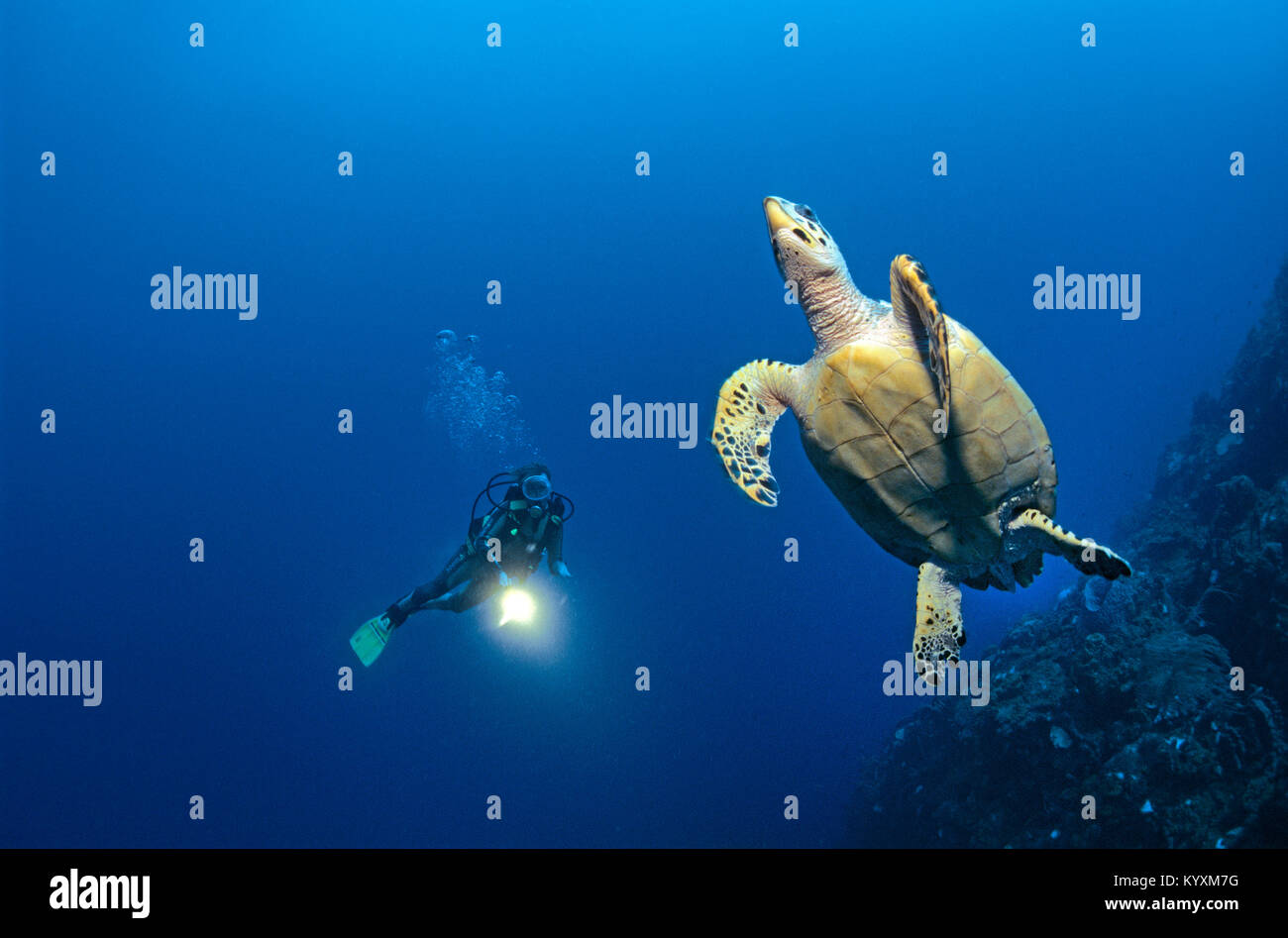 Scuba diver and Hawksbill turtle (Eretmochelys imbricata), Cozumel island, Yucatan, Mexico, Carribean Stock Photo