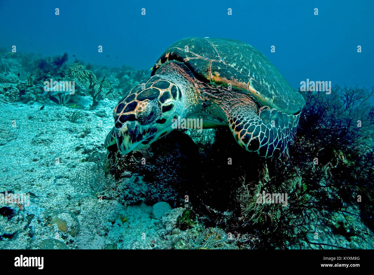 Hawksbill turtle (Eretmochelys imbricata), Playa del Carmen, Yucatan peninsula, Mexico, Carribean Stock Photo