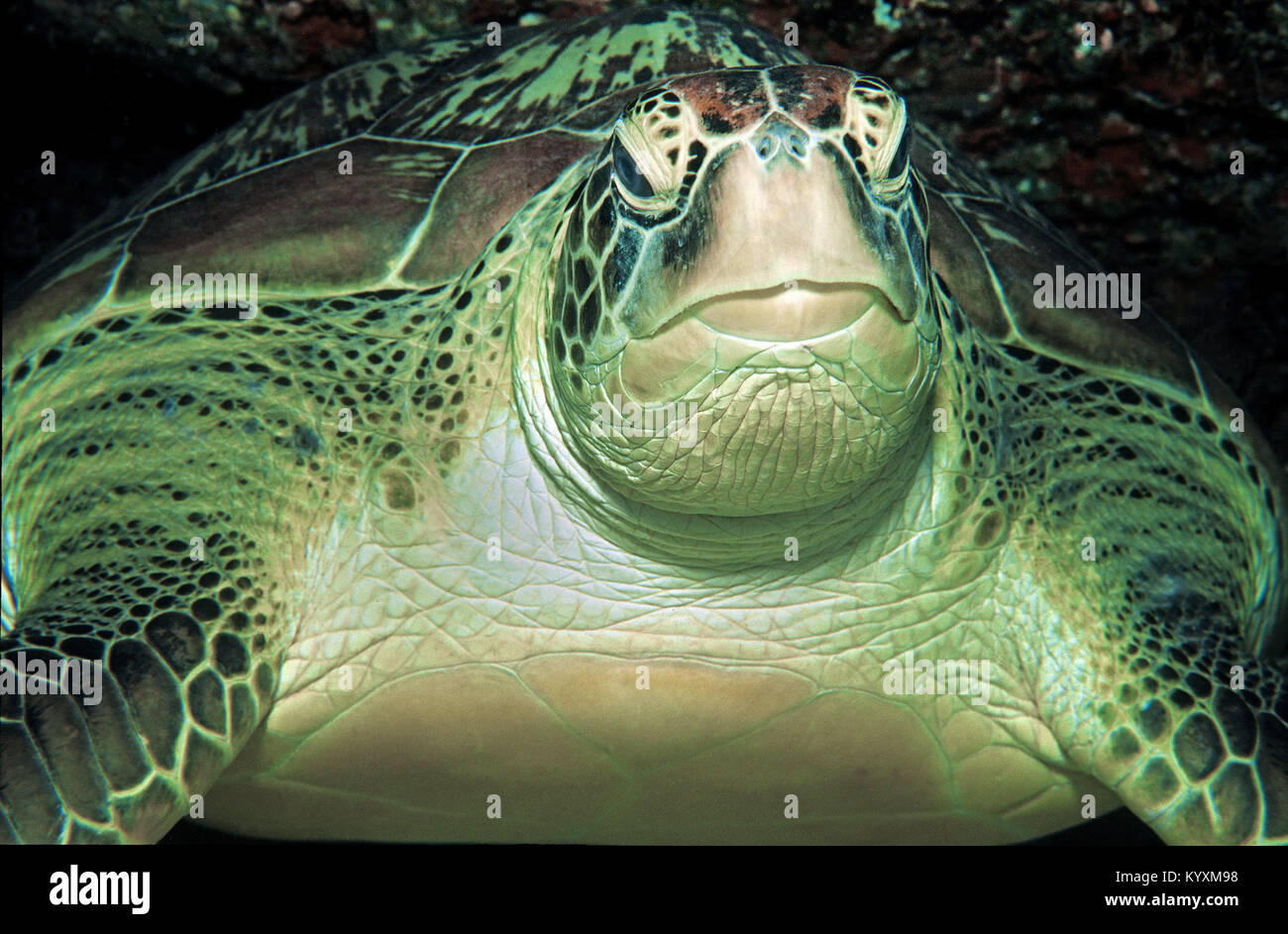 Green sea turtle (Chelonia mydas), Maldives islands, Indian ocean, Asia Stock Photo