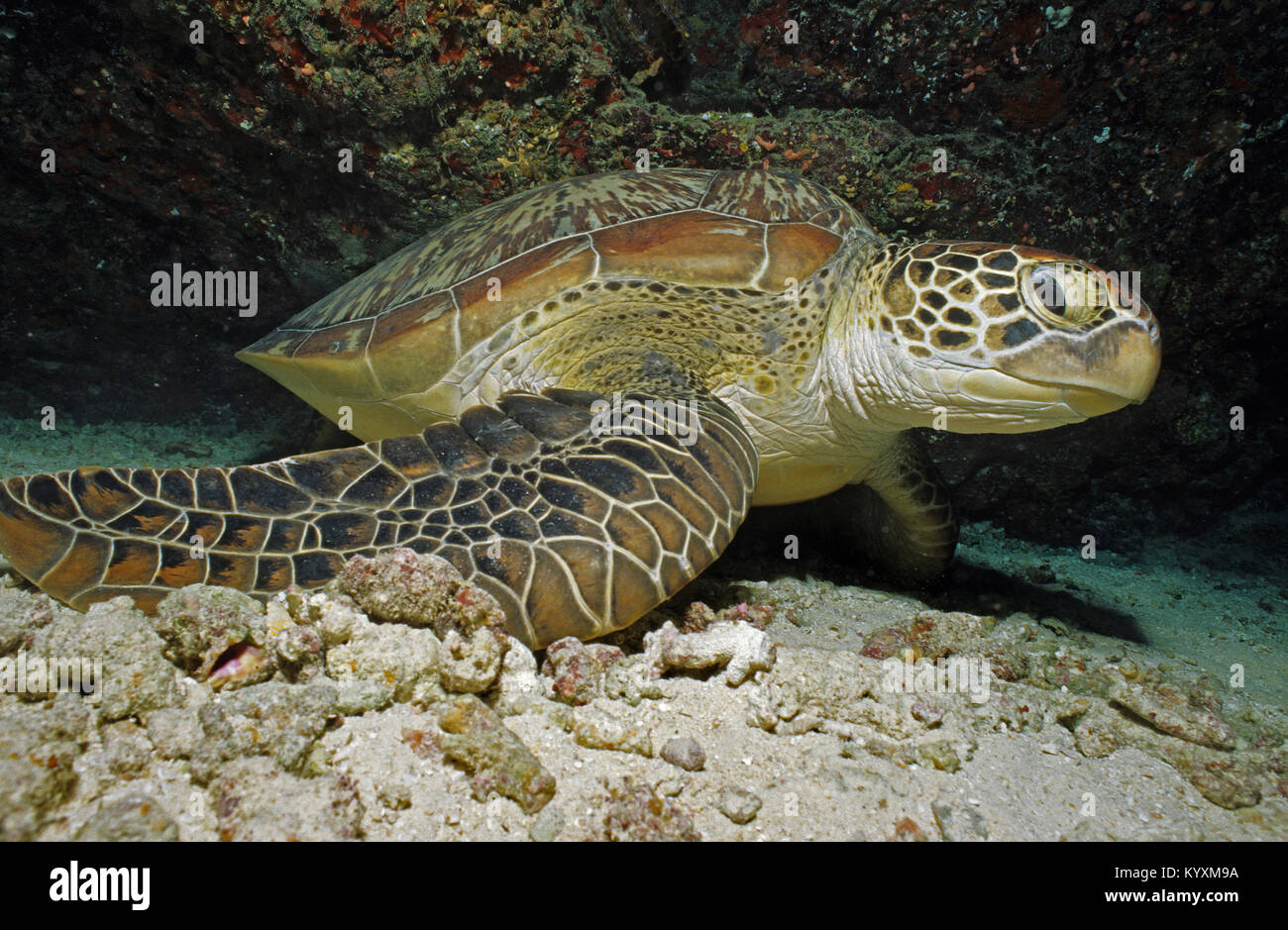 Green sea turtle (Chelonia mydas), Maldives islands, Indian ocean, Asia Stock Photo