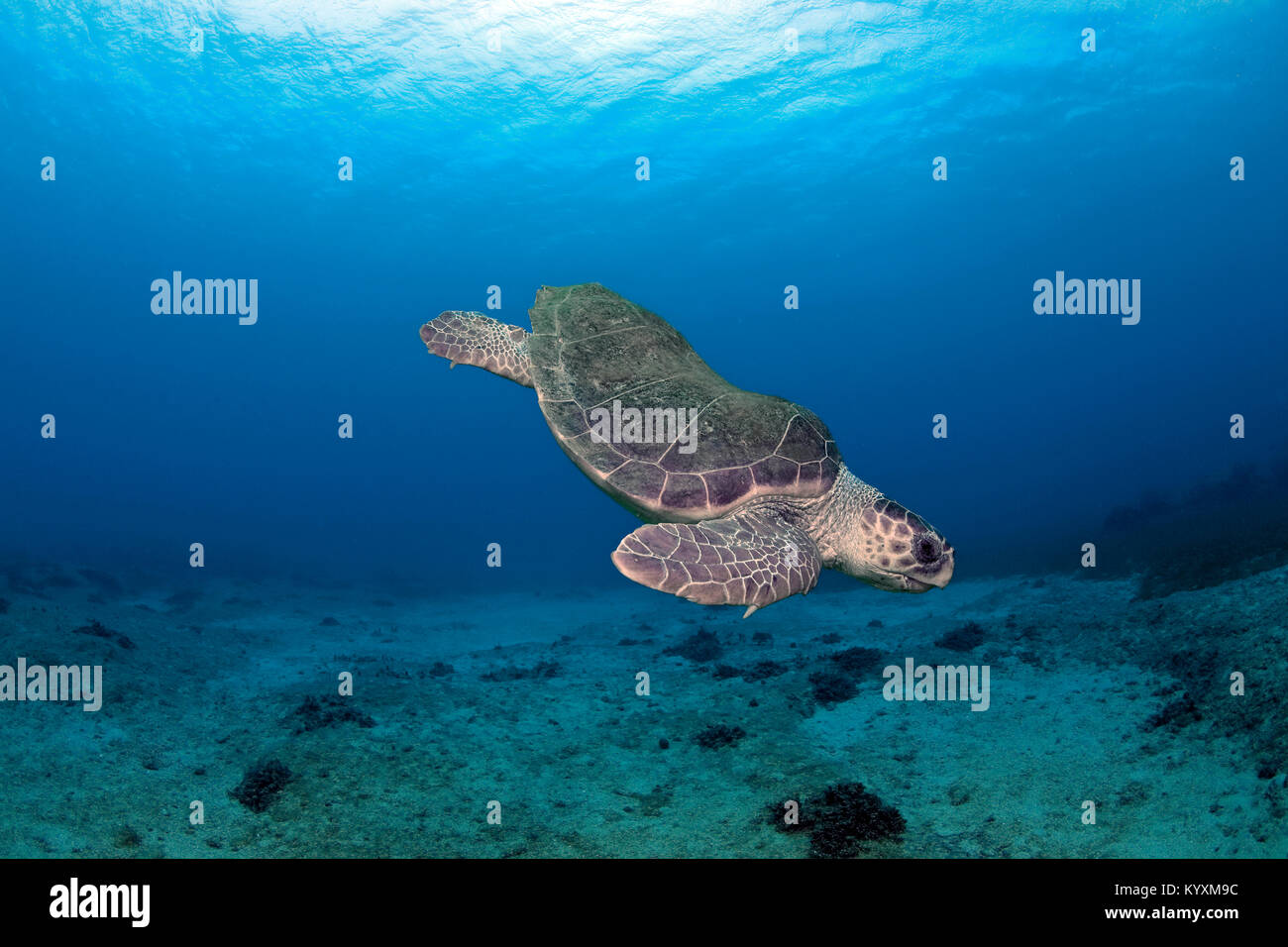 Loggerhead seaturtle (Caretta caretta), Kas, ancient Lycia, Turkey, Mediteranean sea Stock Photo