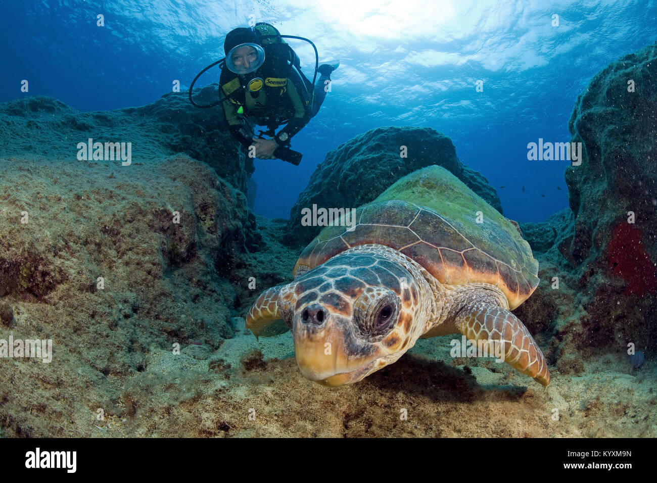 Scuba diver and Loggerhead seaturtle (Caretta caretta), Kas, ancient Lycia, Turkey, Mediteranean sea, Europe Stock Photo
