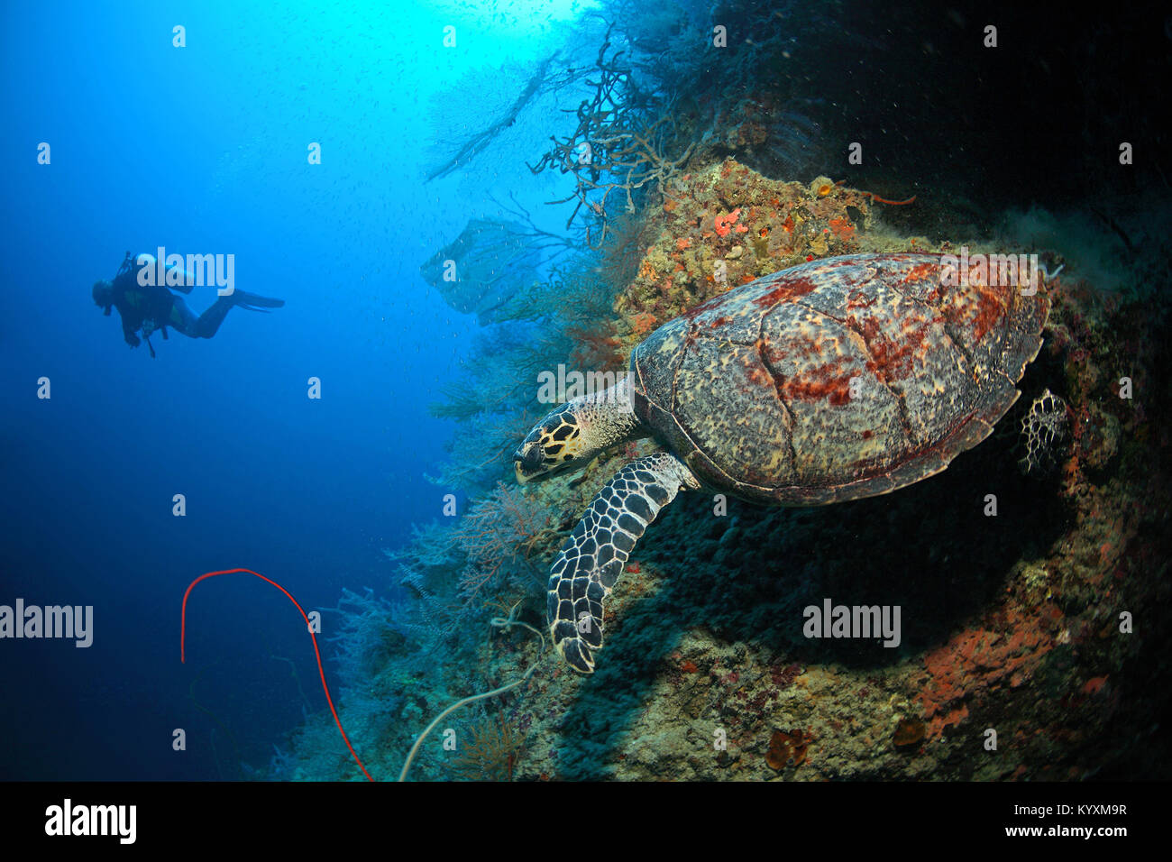 Scuba diver and Hawksbill turtle (Eretmochelys imbricata), Moalboal, Cebu island, Philippines, Asia Stock Photo