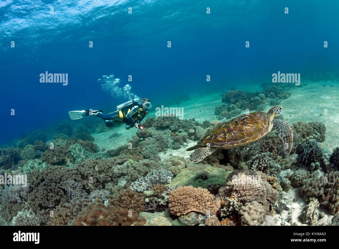 Scuba diver and Green sea turtle (Chelonia mydas), Moalboal, Cebu island, Philippines, Asia Stock Photo