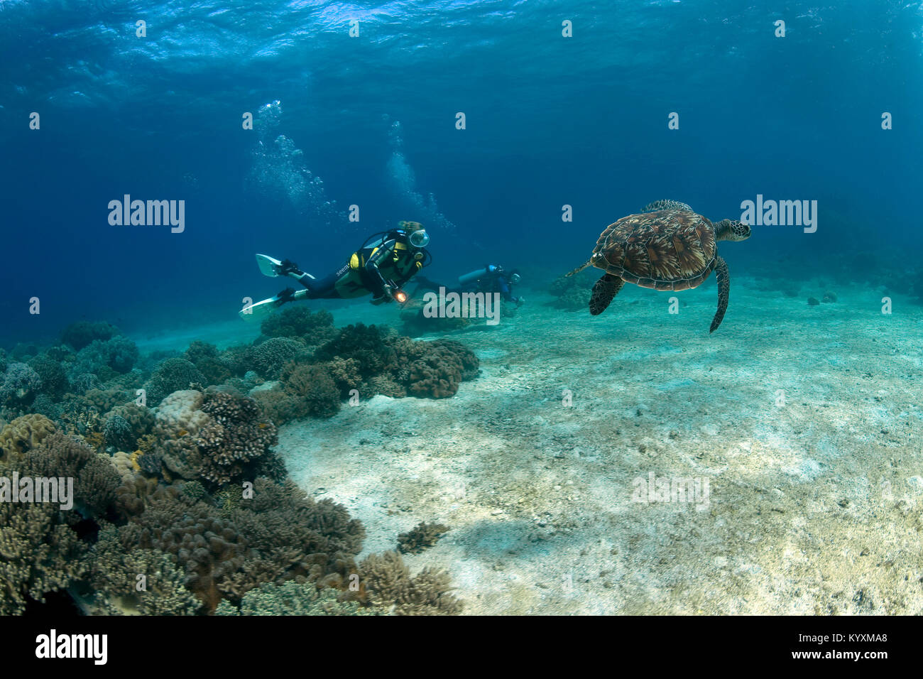 Scuba diver and Green sea turtle (Chelonia mydas), Moalboal, Cebu island, Philippines, Asia Stock Photo