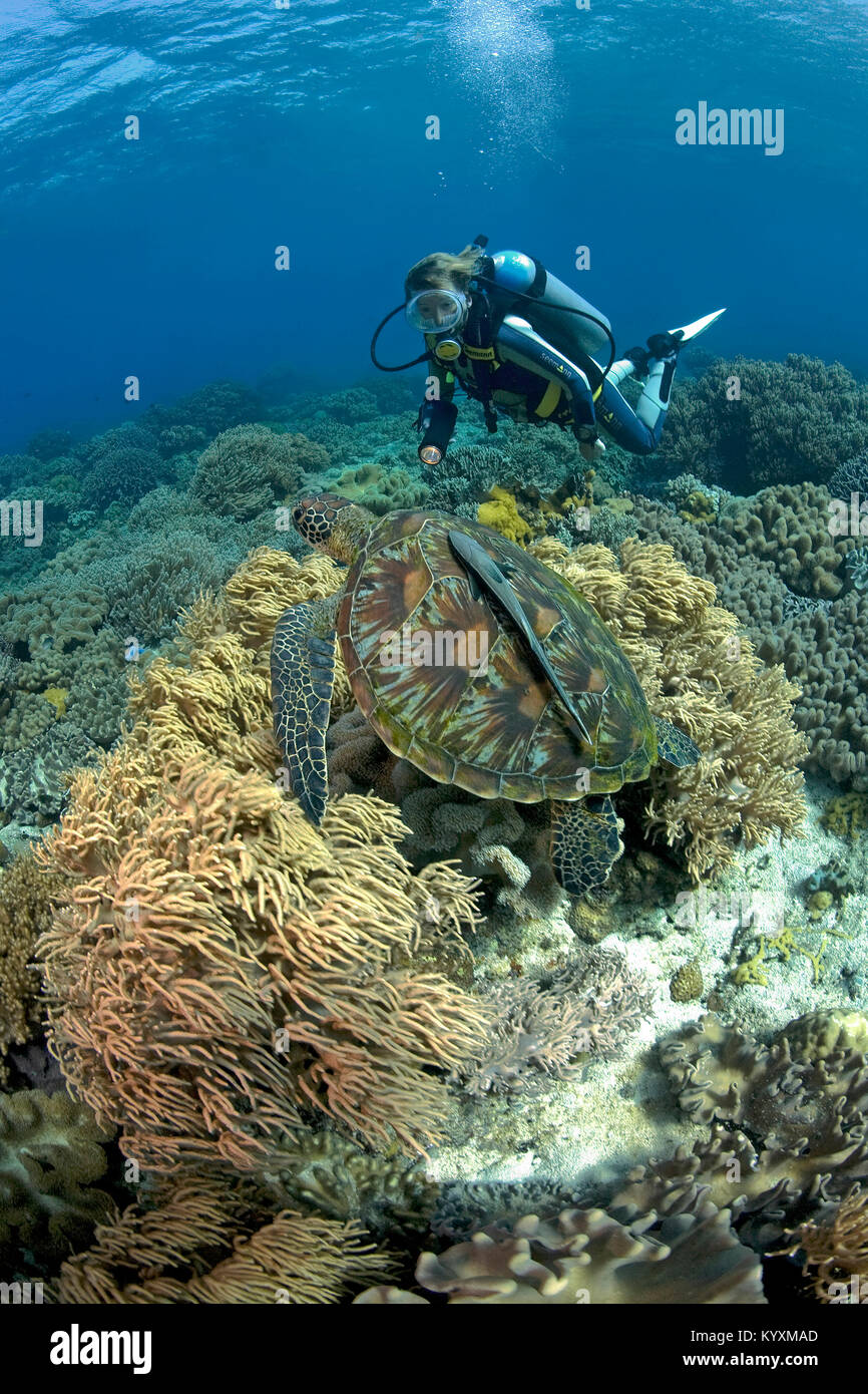 Scuba diver and Green sea turtle (Chelonia mydas), Moalboal, Cebu island, Philippines, Asia Stock Photo