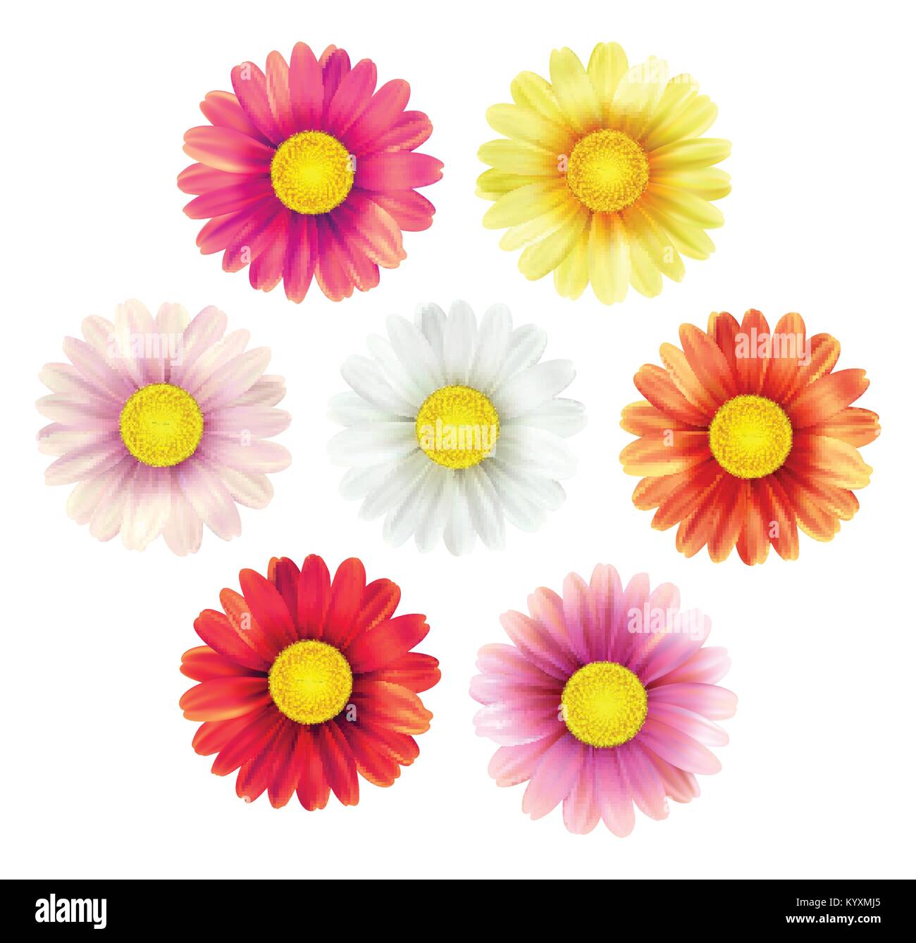 Big set of beautiful colorful spring daisy flowers isolated on white background. Vector illustration Stock Vector